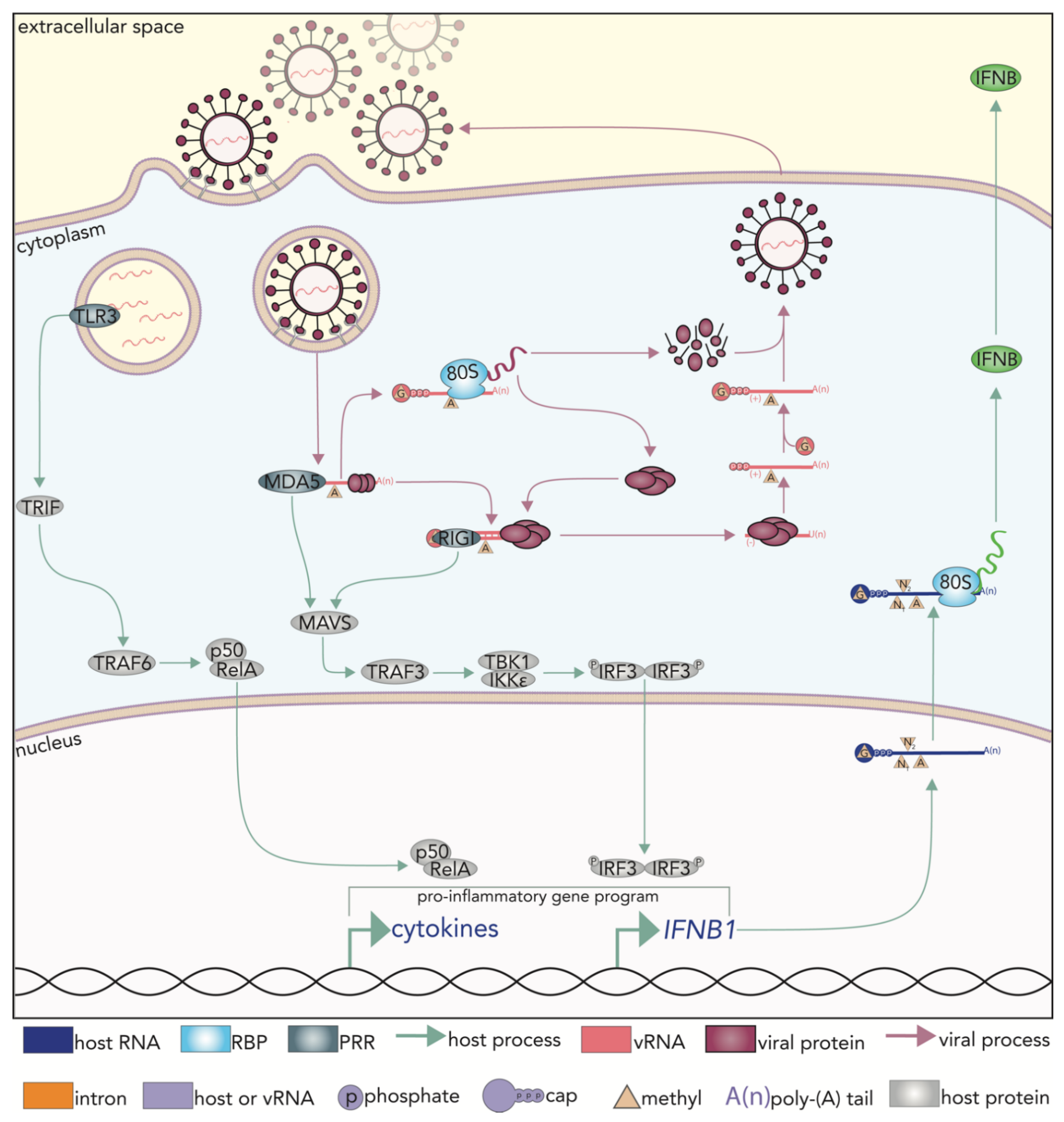 Loop de loop: viral RNA evades IFIT1 targeting: Trends in Microbiology