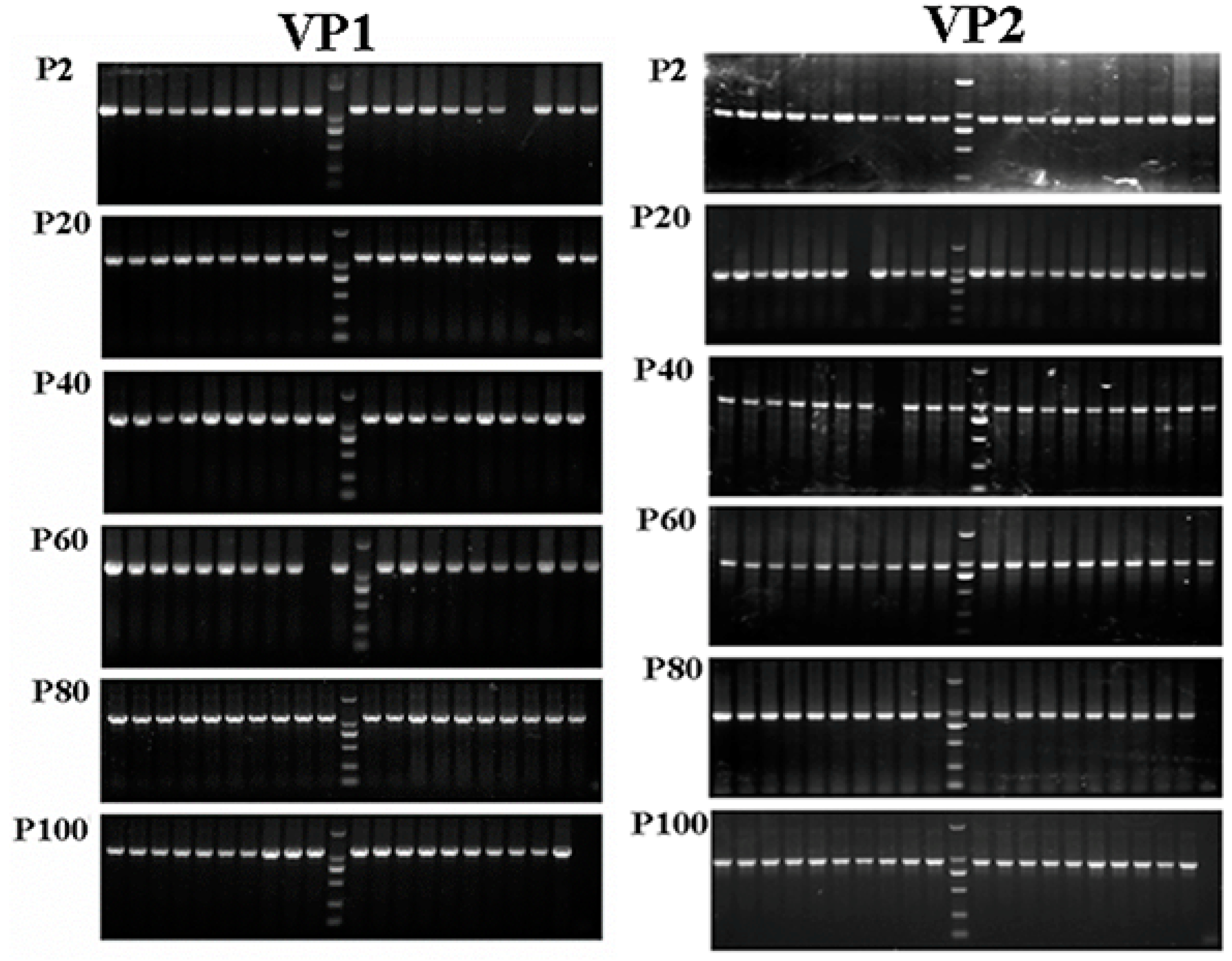 Viruses 13 02174 g003 550