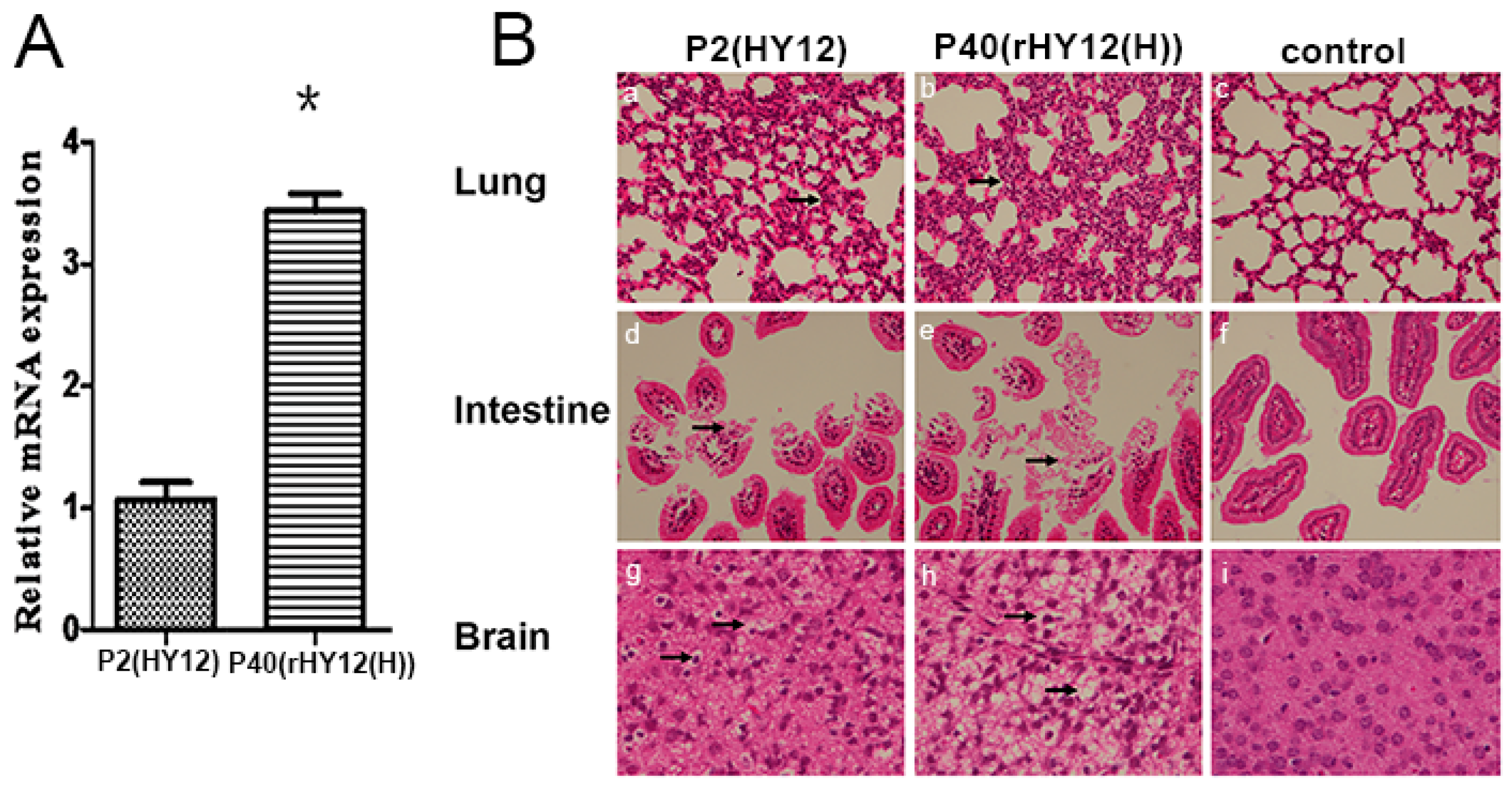 Viruses 13 02174 g007 550