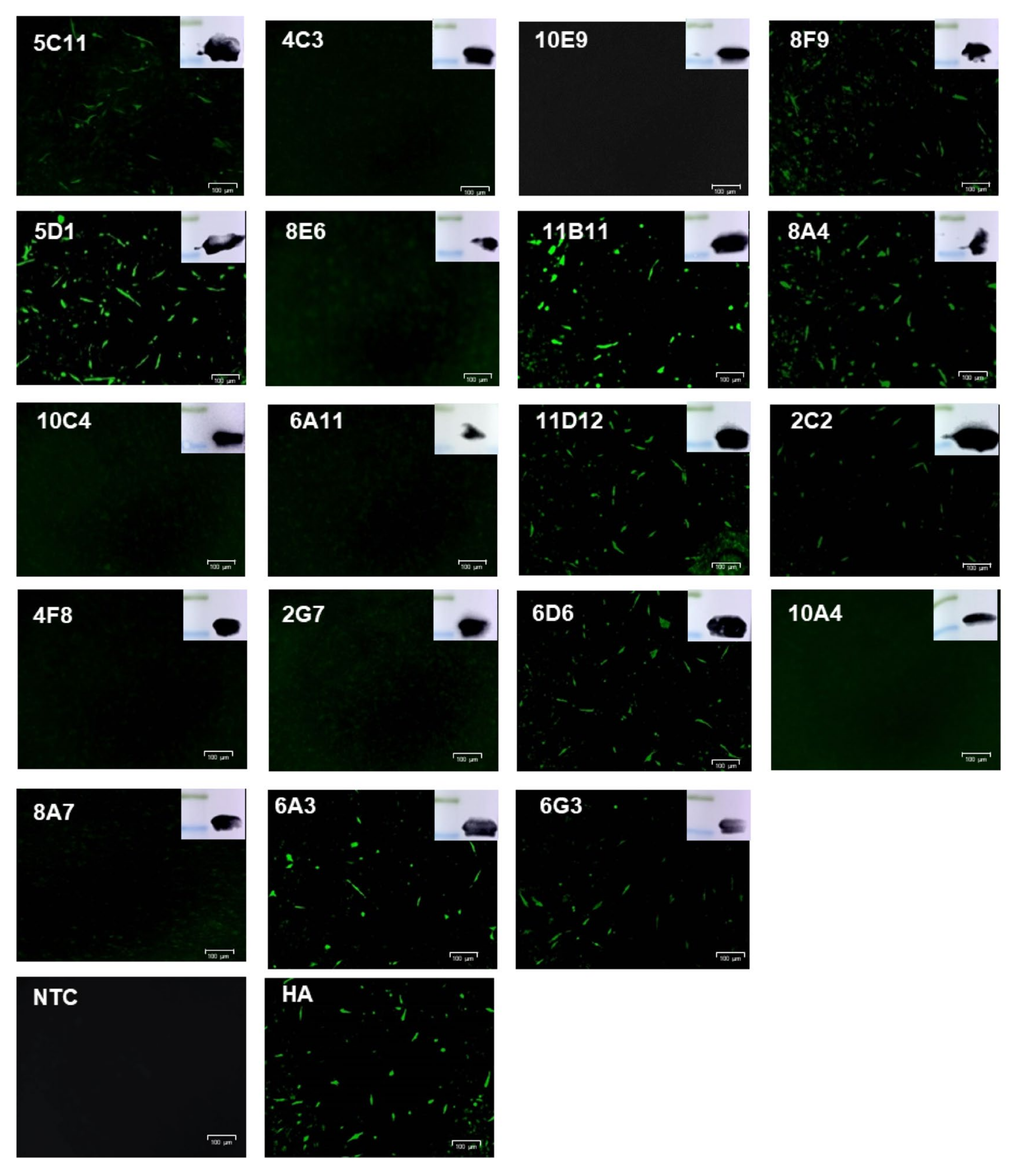 Viruses 13 02175 g002