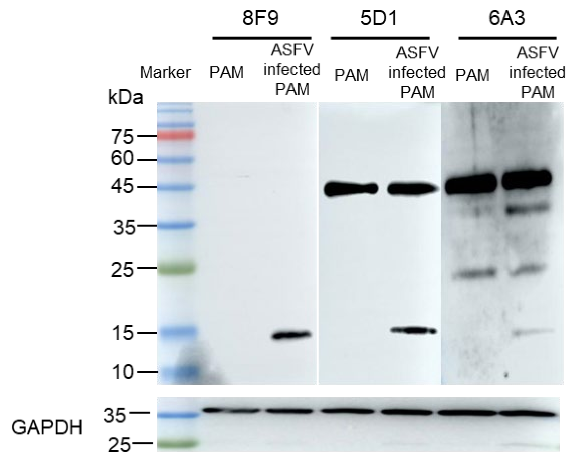 Viruses 13 02175 g005