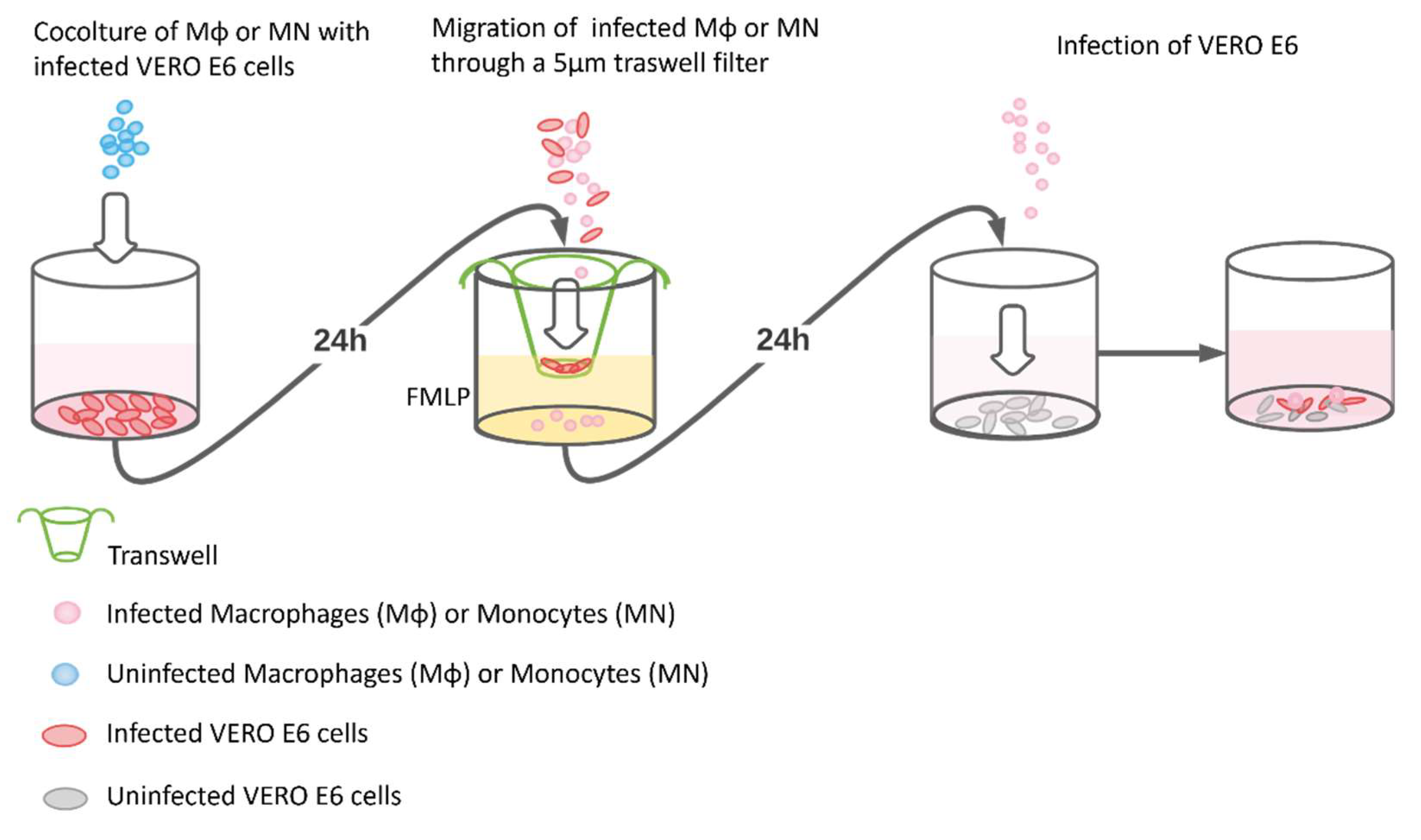 Viruses 13 02178 g001 550