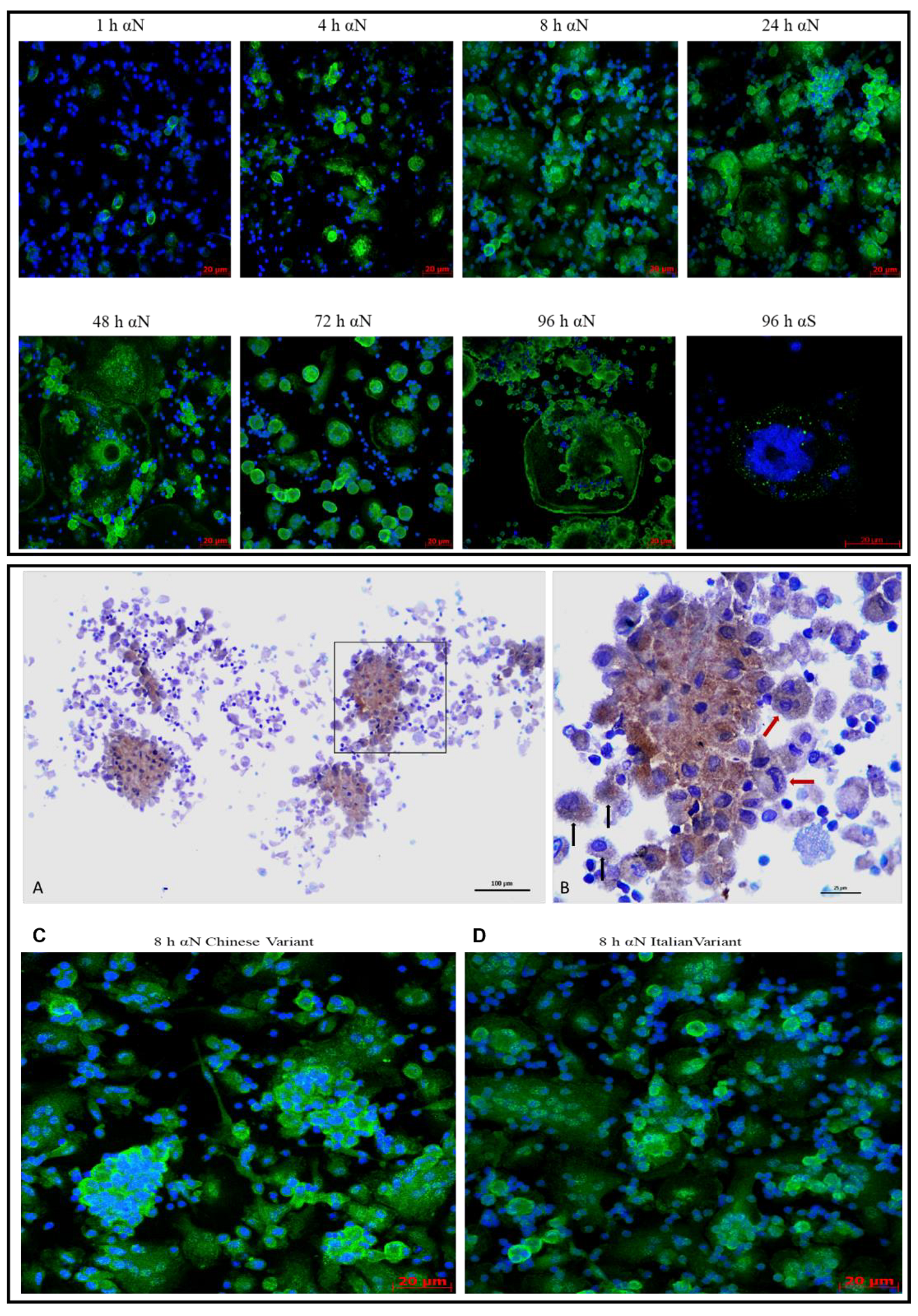Viruses 13 02178 g006 550