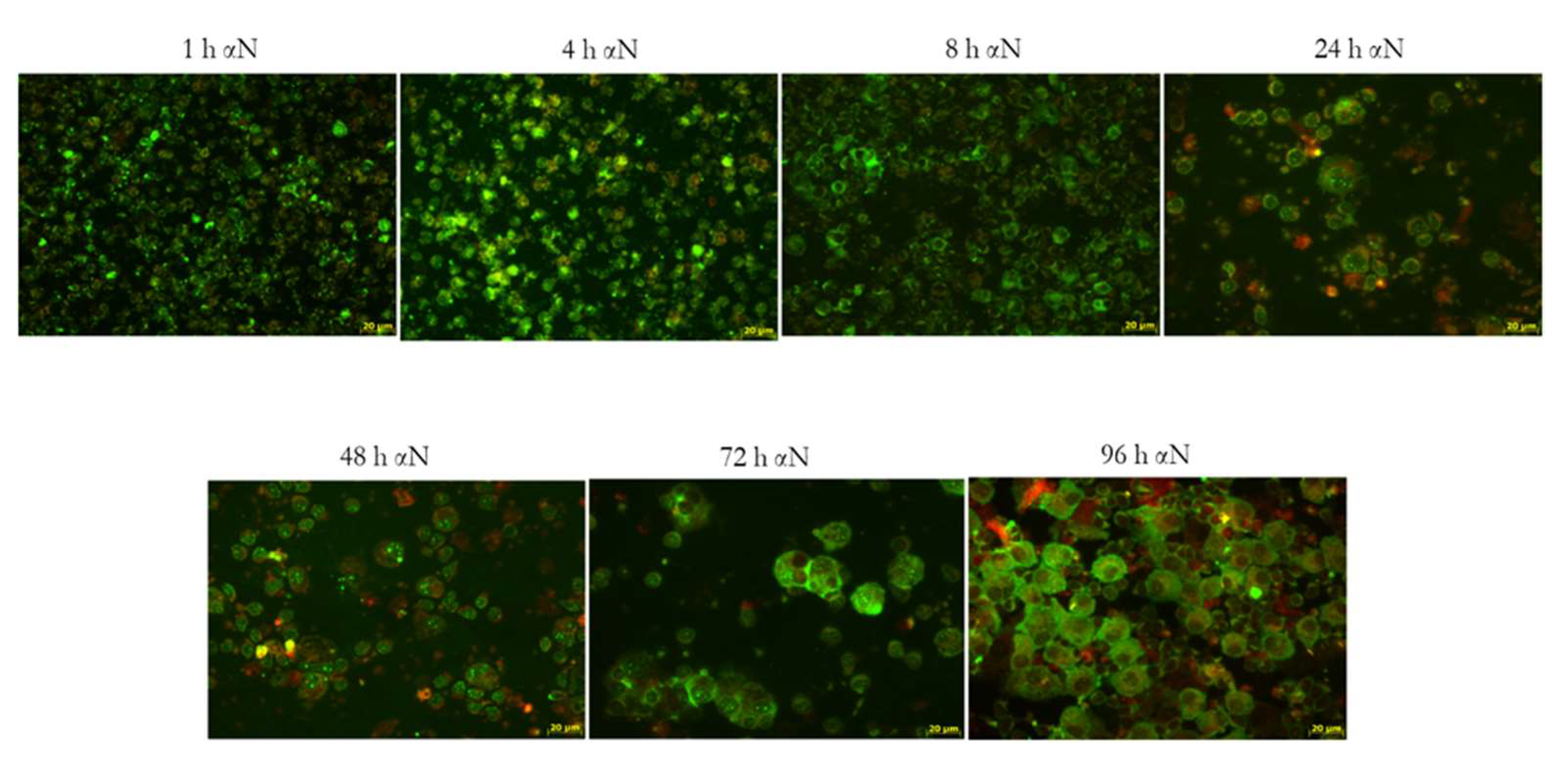 Viruses 13 02178 g007 550
