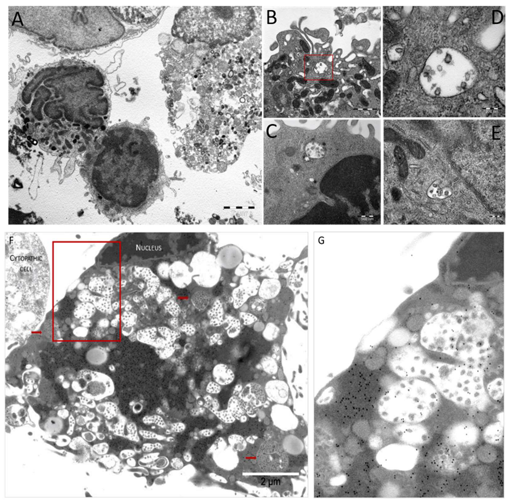 Viruses 13 02178 g008 550