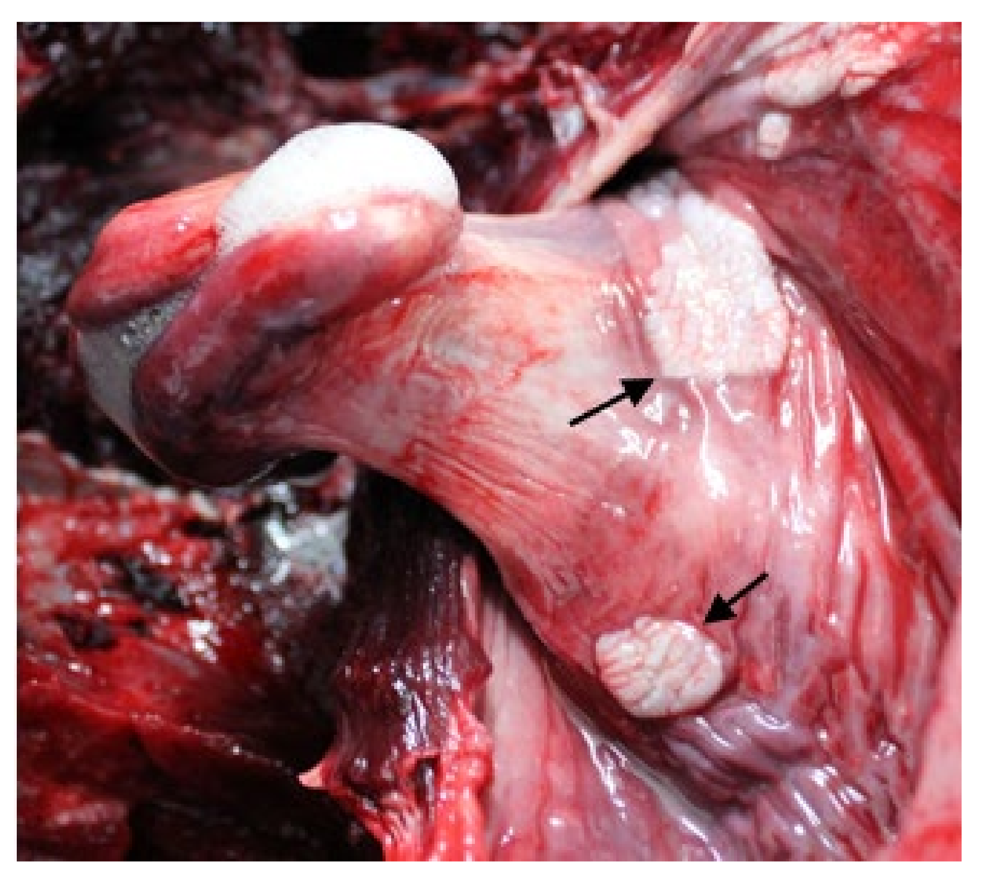 Viruses 13 02180 g008 Viruses 13 02180 g008