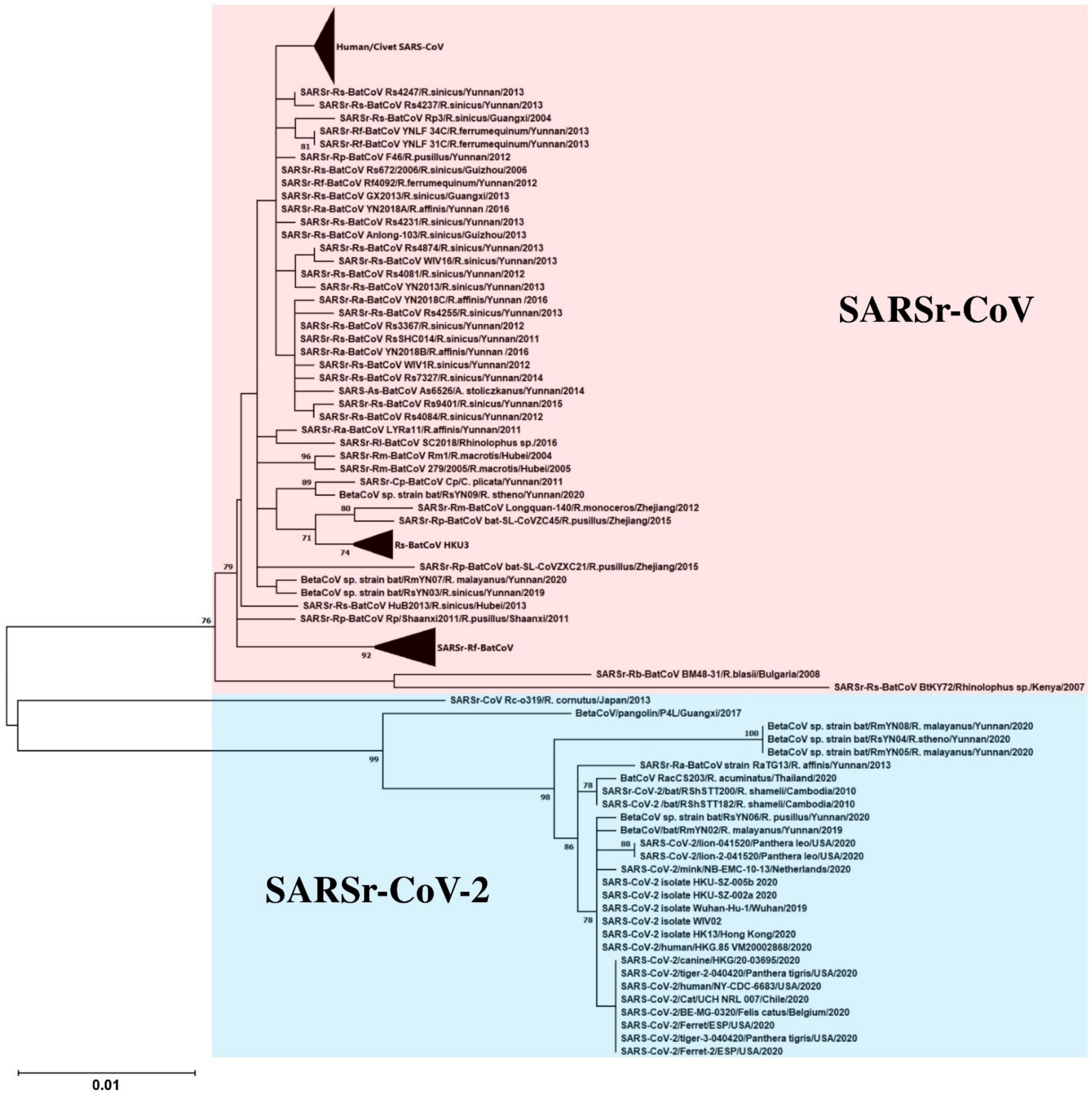 Viruses 13 02188 g002