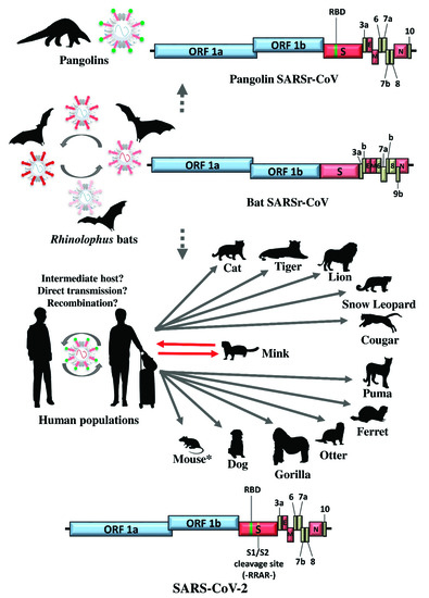 Interspecies Jumping of Bat Coronaviruses