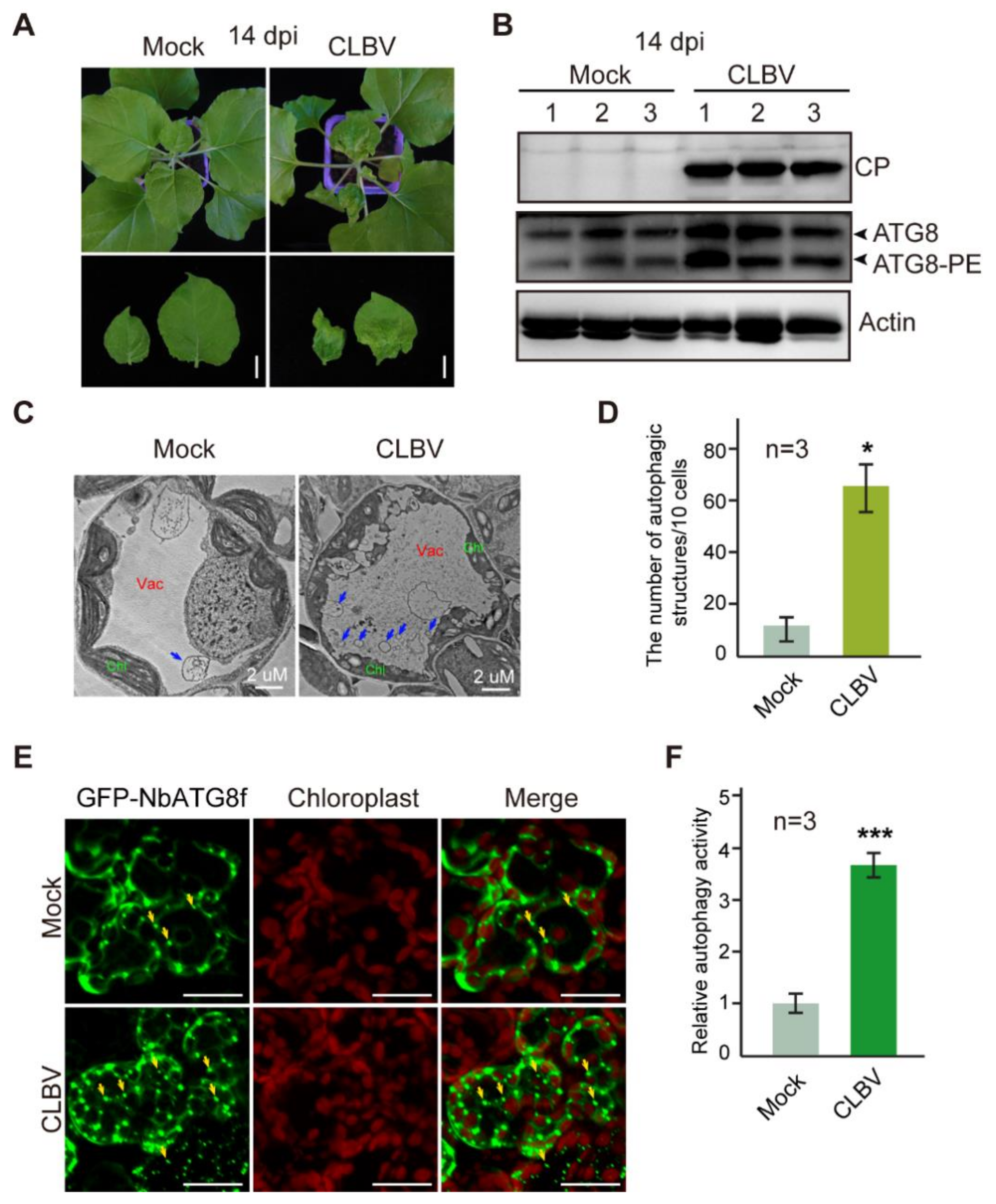 Viruses 13 02189 g001 Viruses 13 02189 g001