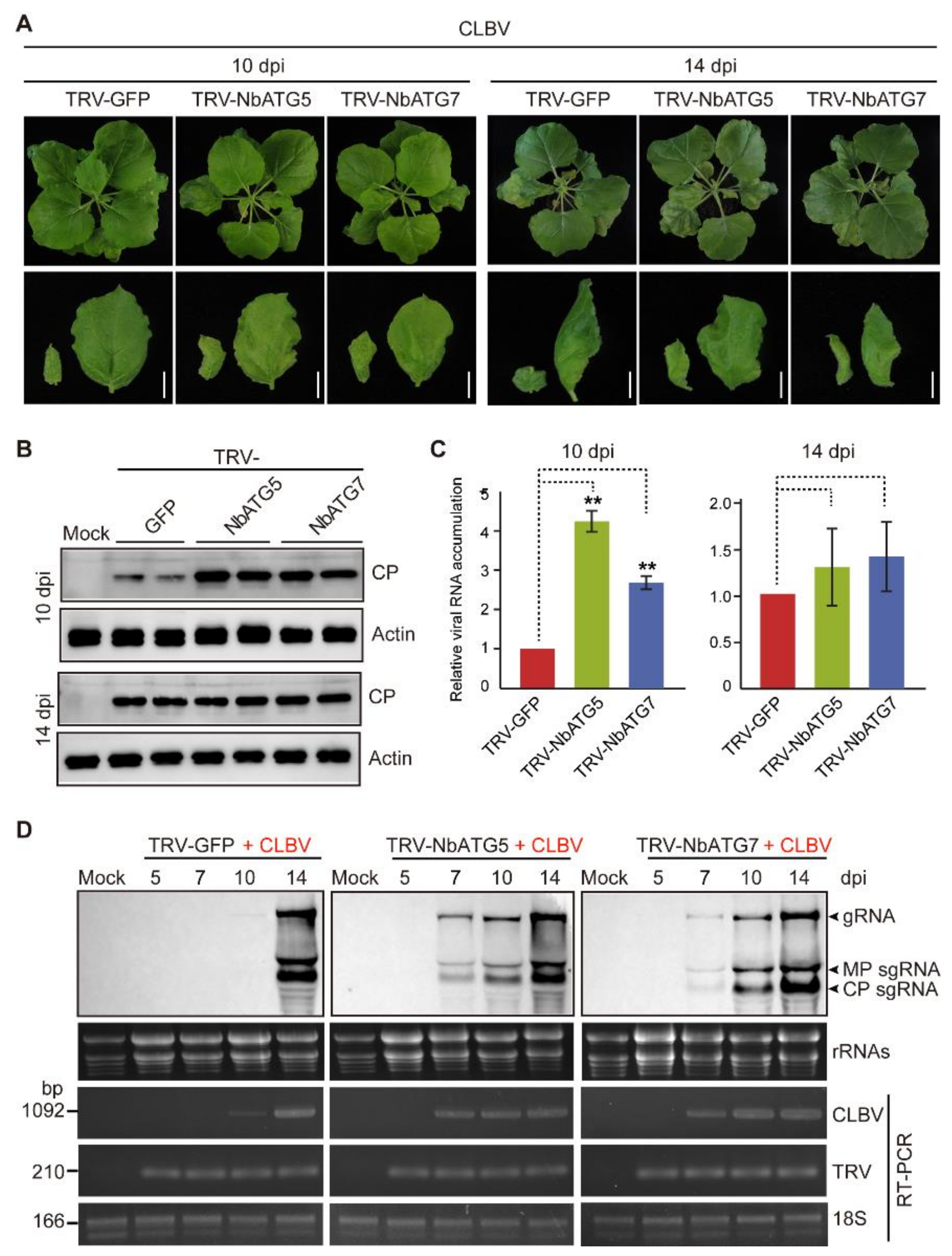 Viruses 13 02189 g002 Viruses 13 02189 g002