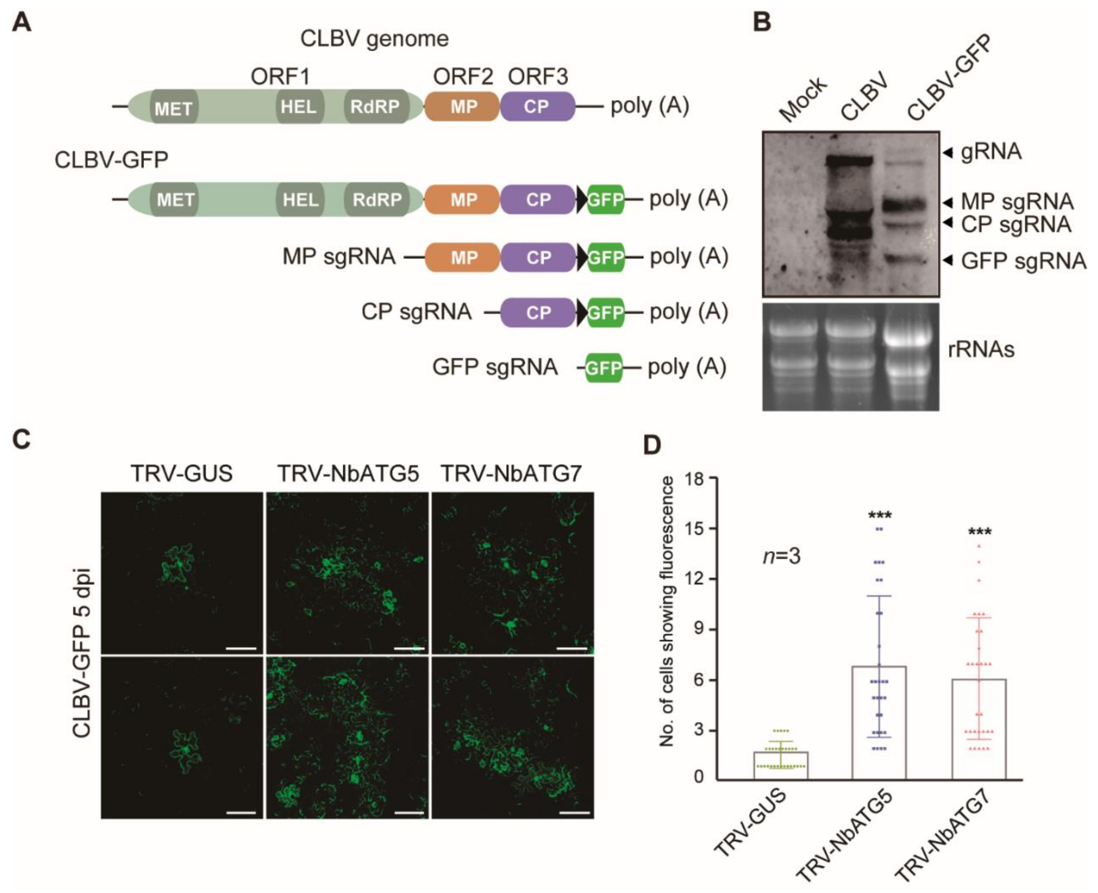Viruses 13 02189 g003 Viruses 13 02189 g003