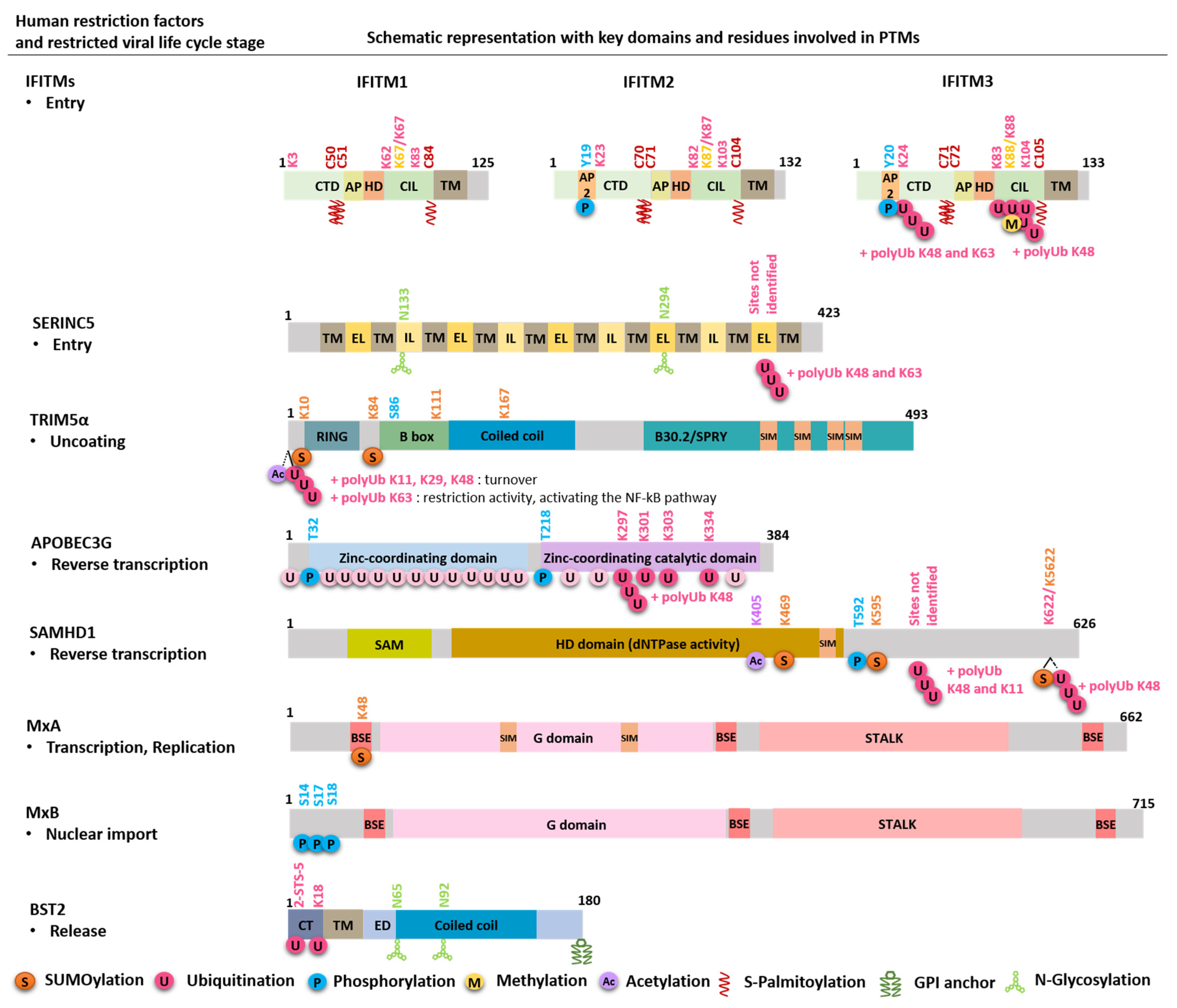 Viruses 13 02197 g002 Viruses 13 02197 g002