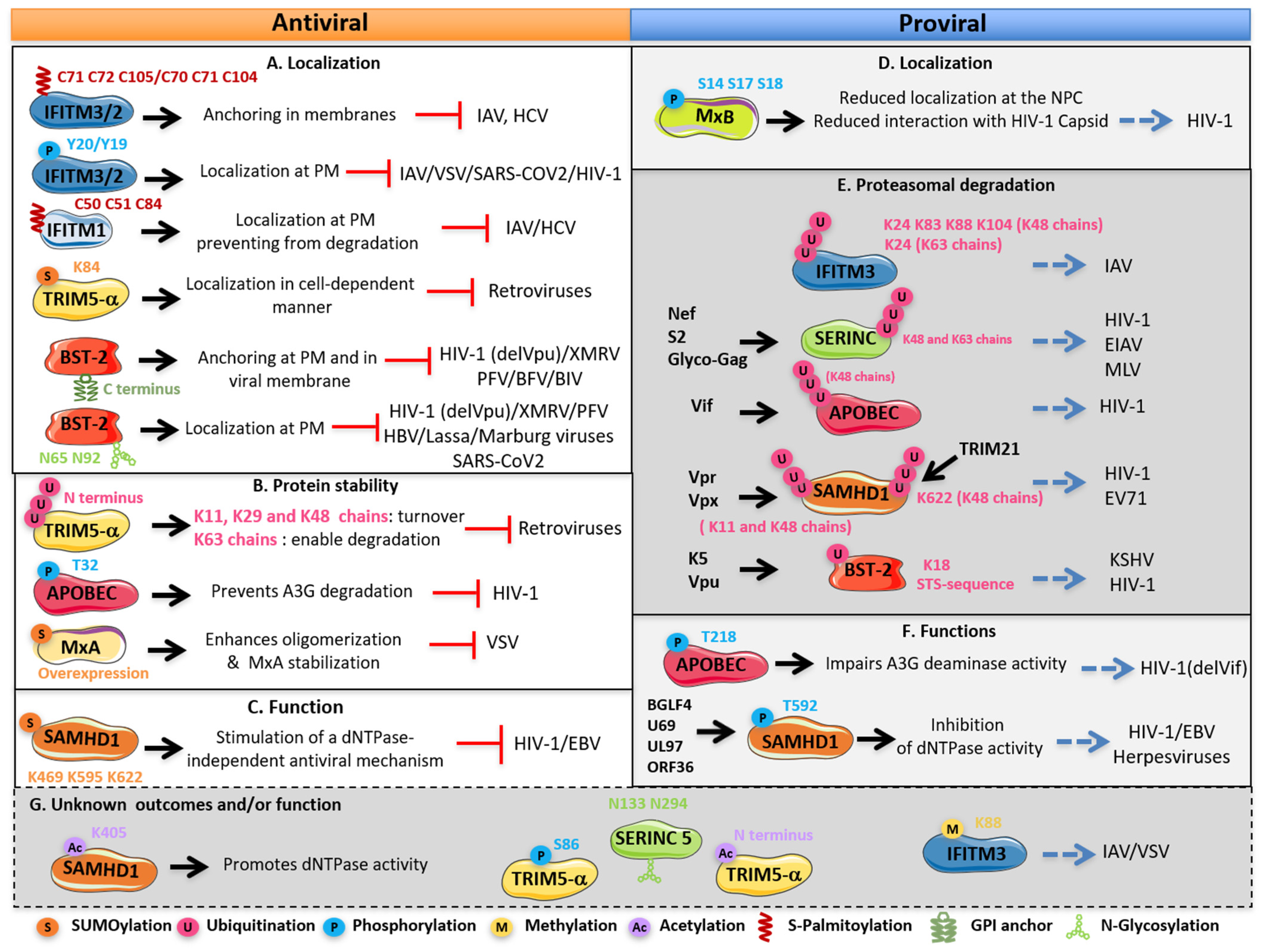 Viruses 13 02197 g003 Viruses 13 02197 g003