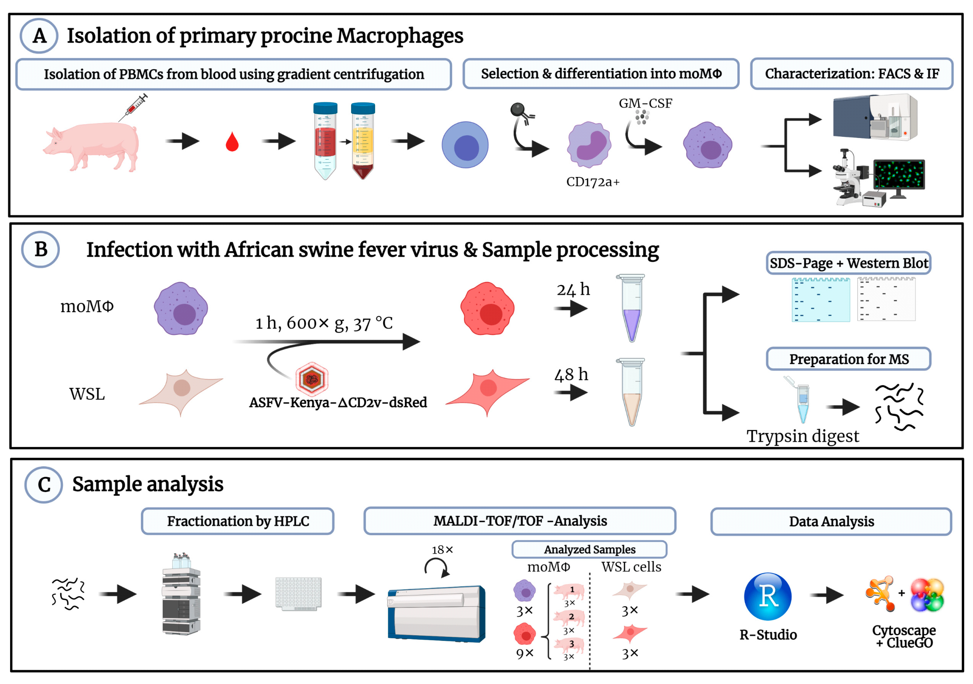 Viruses 13 02198 g001