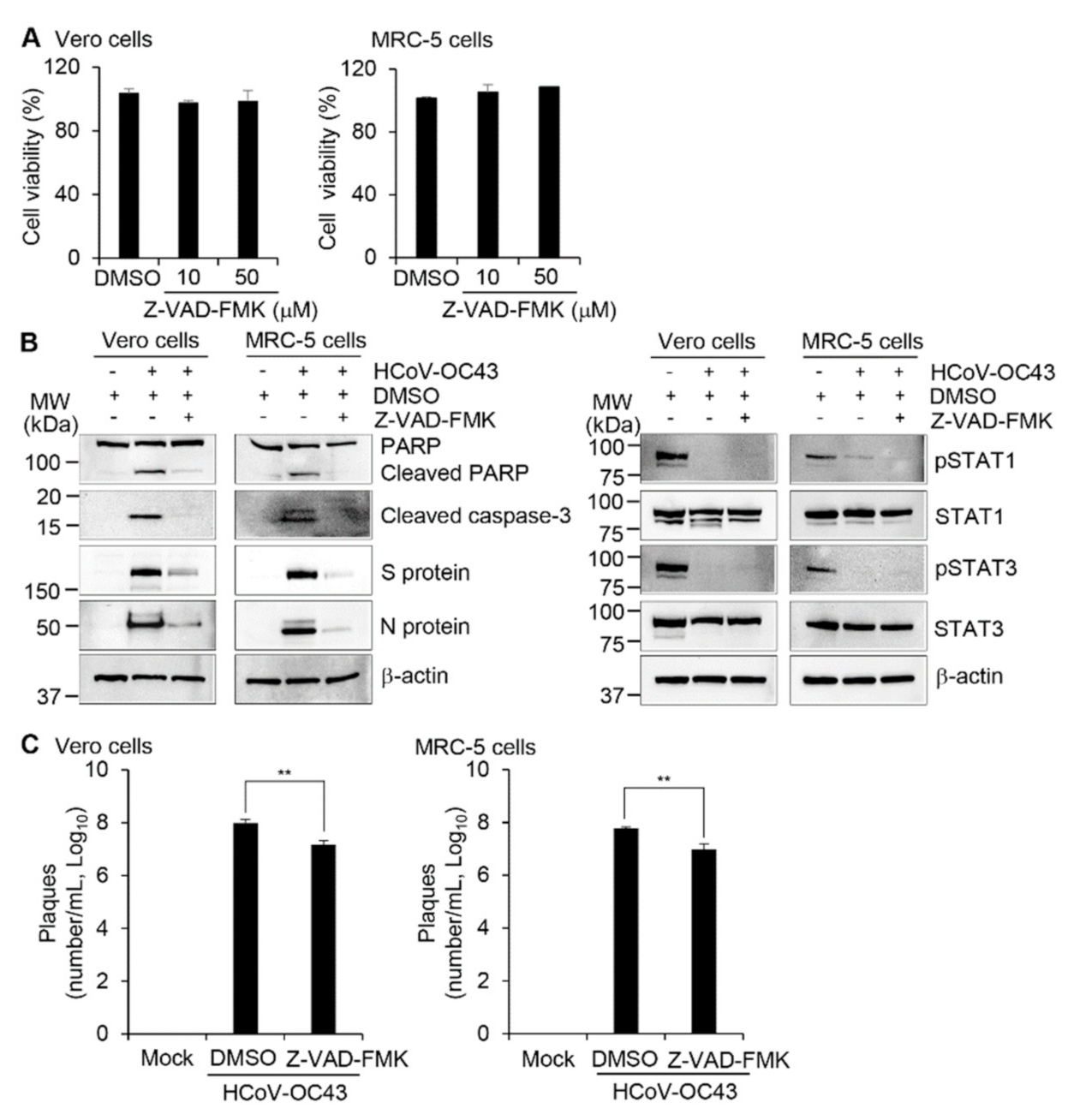 Viruses 13 02199 g005 Viruses 13 02199 g005