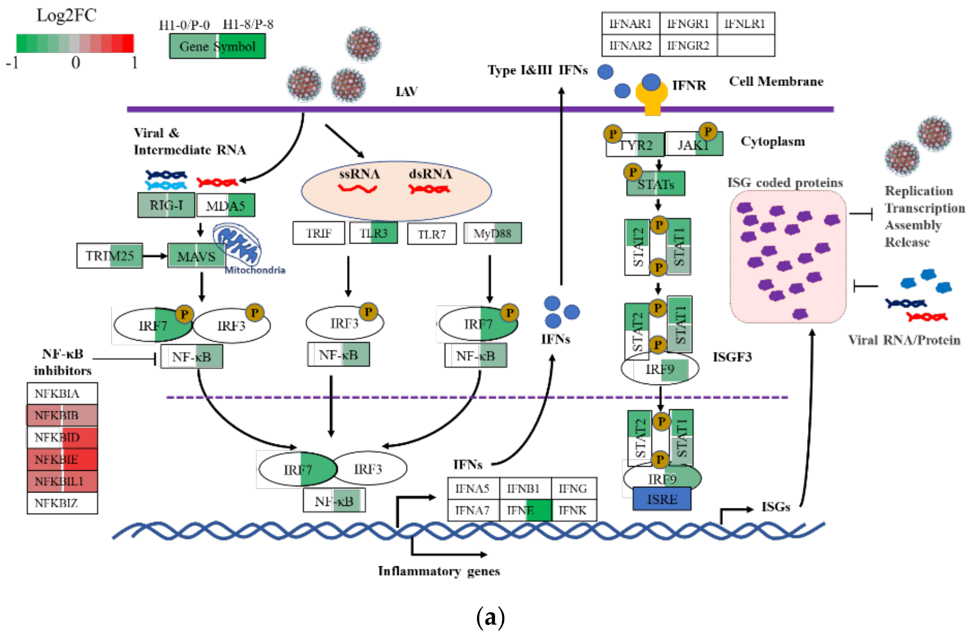 Viruses 13 02200 g006a