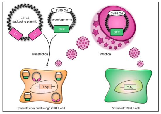 Inactivation of Polyomavirus SV40 as Surrogate for Human