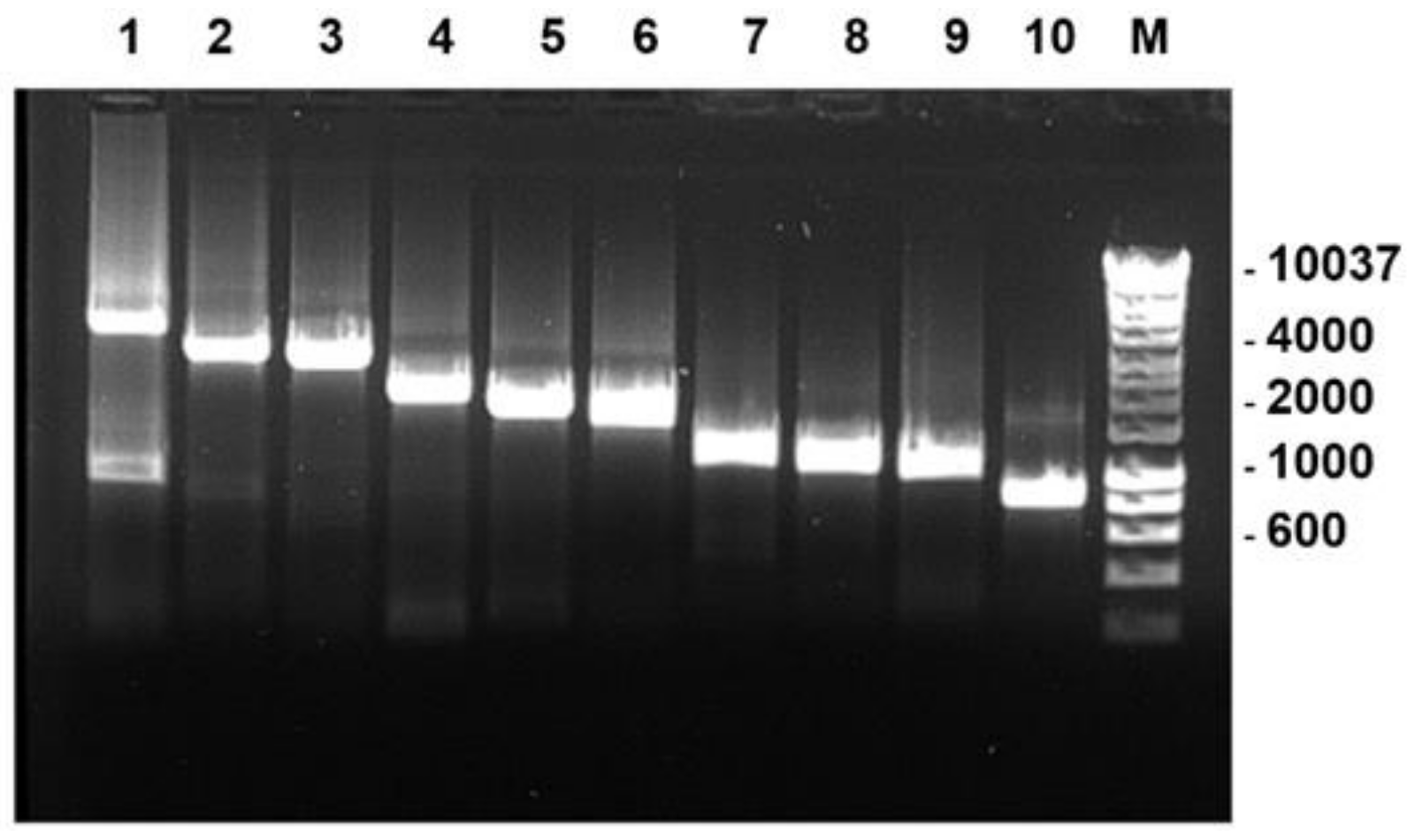 Viruses 13 02208 g001 550