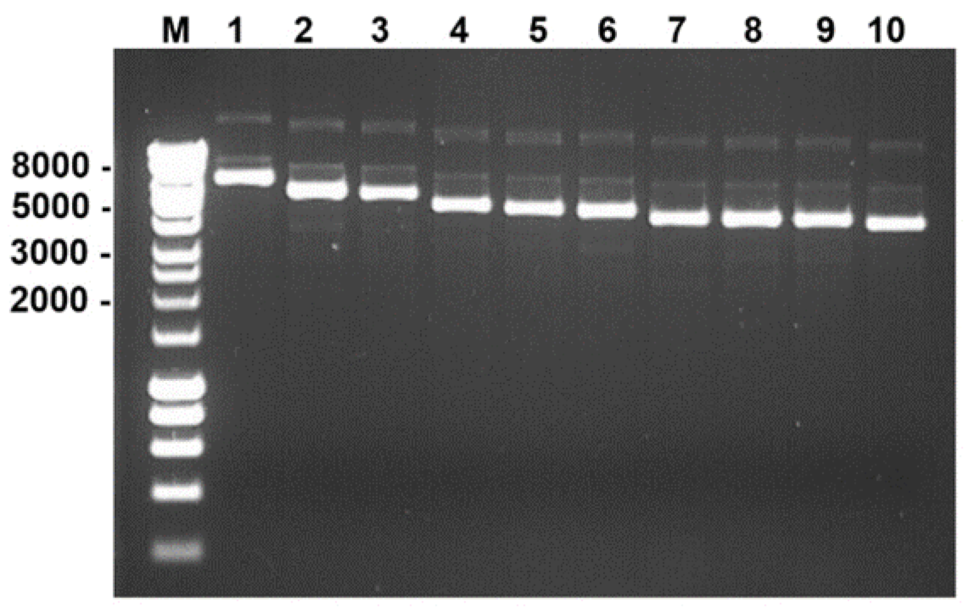 Viruses 13 02208 g002 550