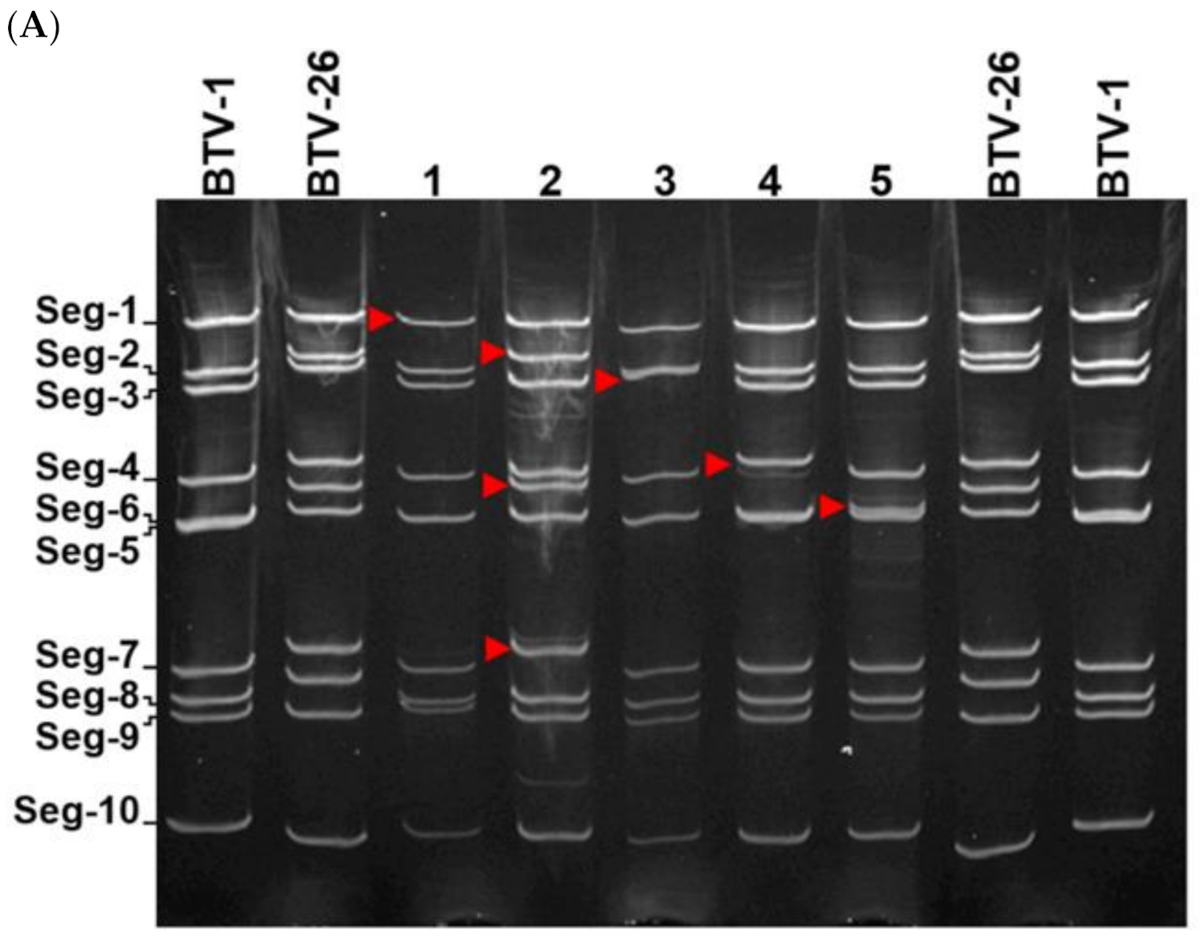Viruses 13 02208 g004a 550