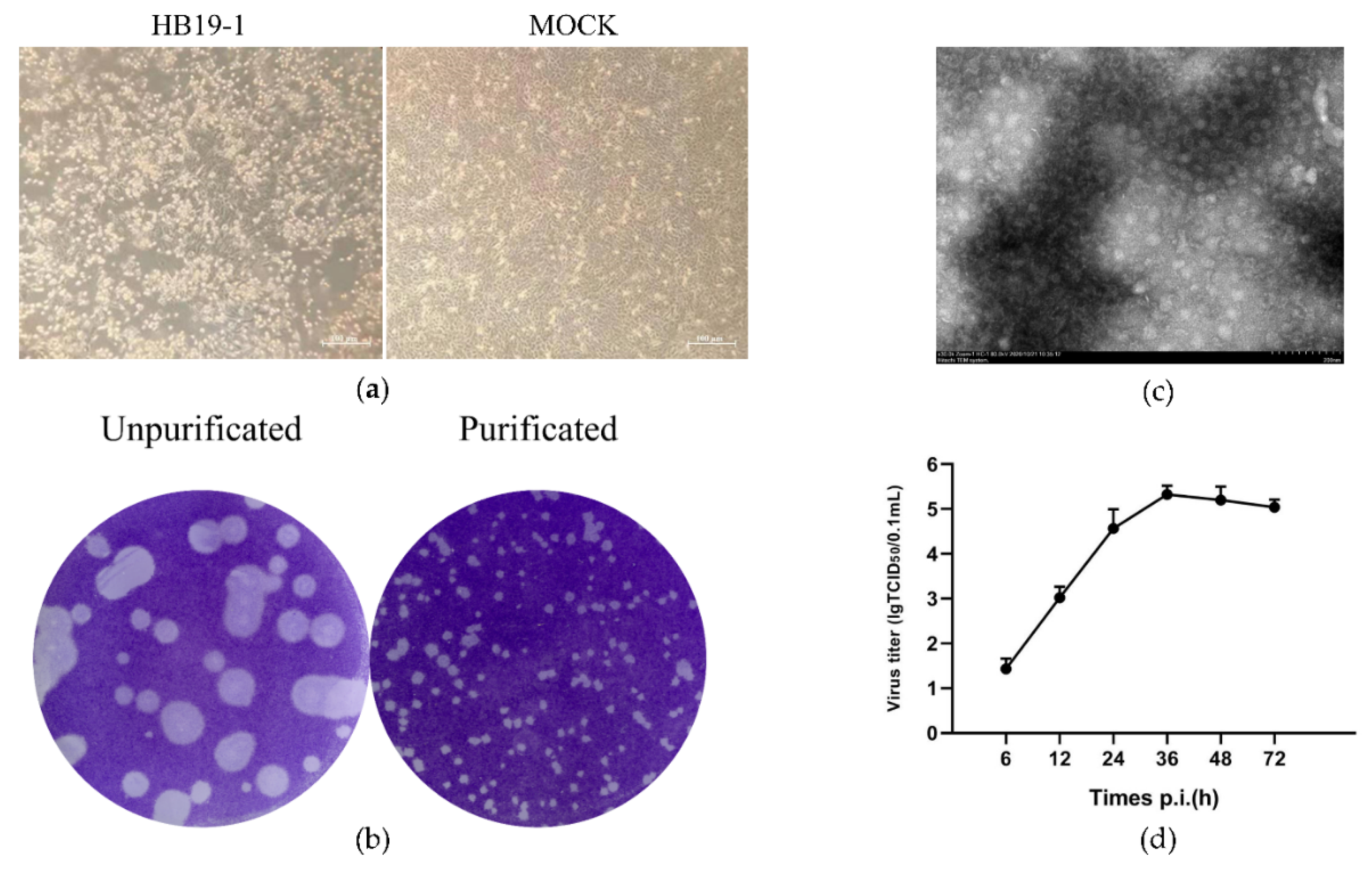 Viruses 13 02217 g001 Viruses 13 02217 g001