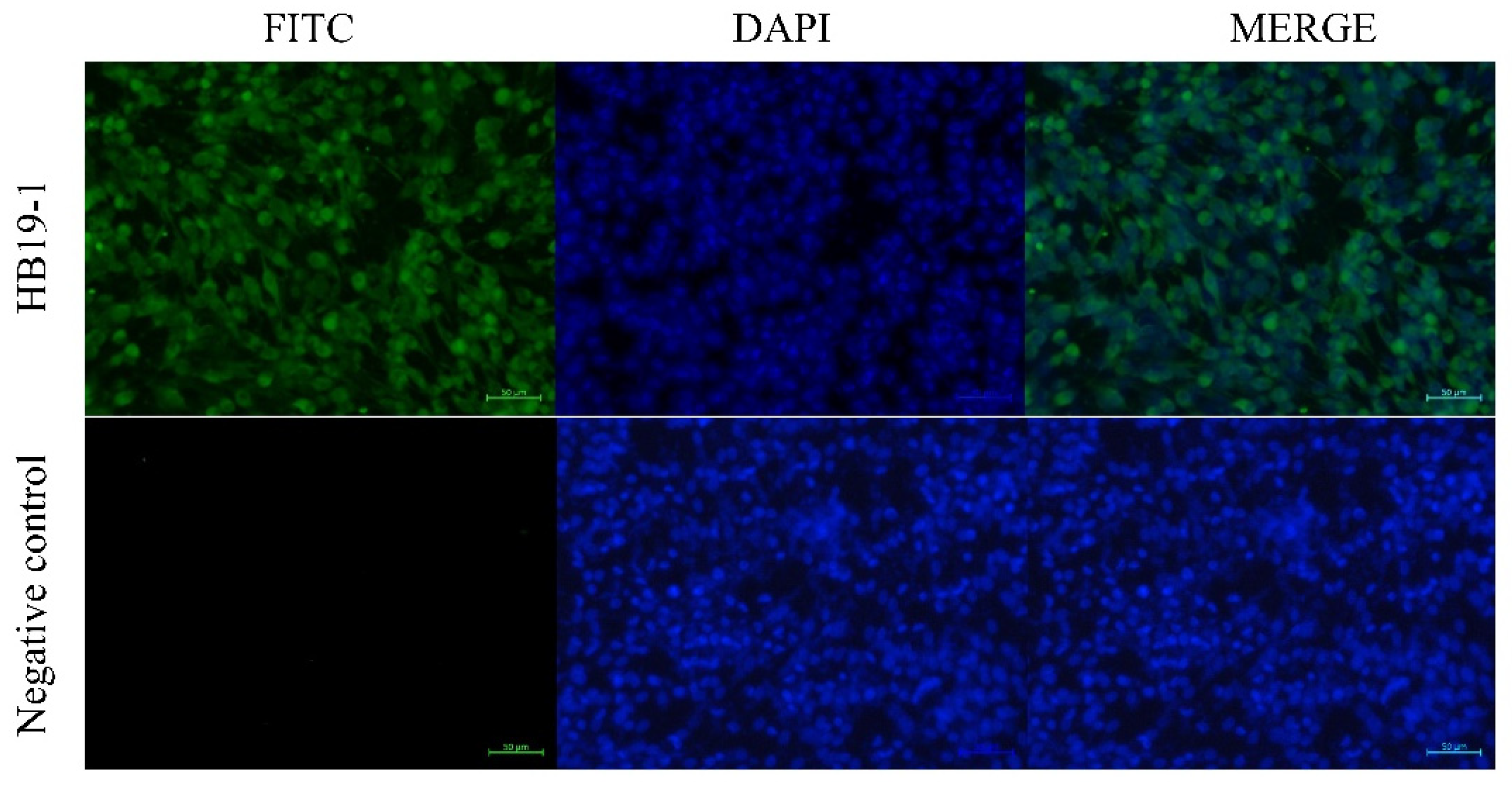 Viruses 13 02217 g005 Viruses 13 02217 g005