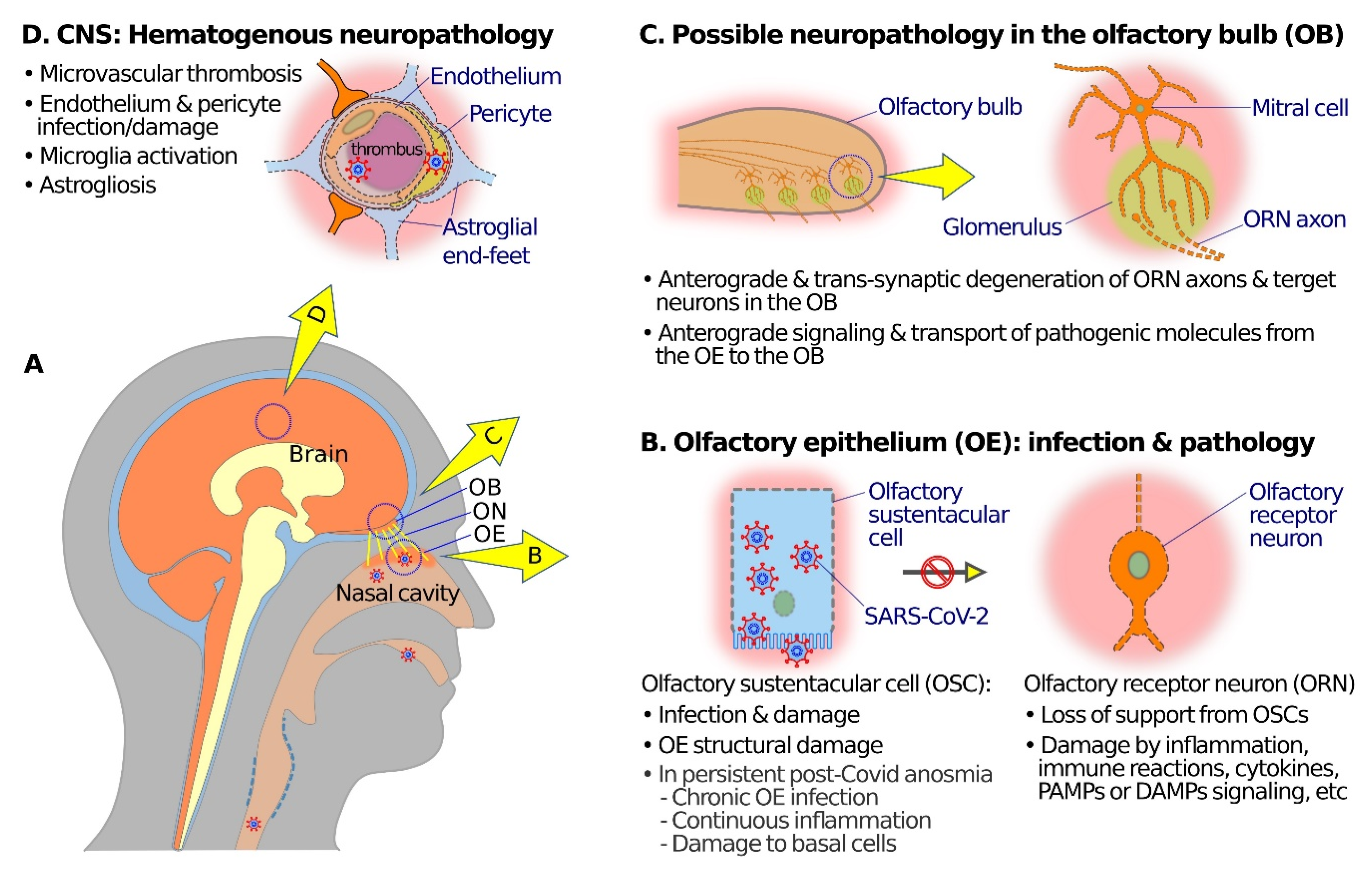 Viruses 13 02225 g002
