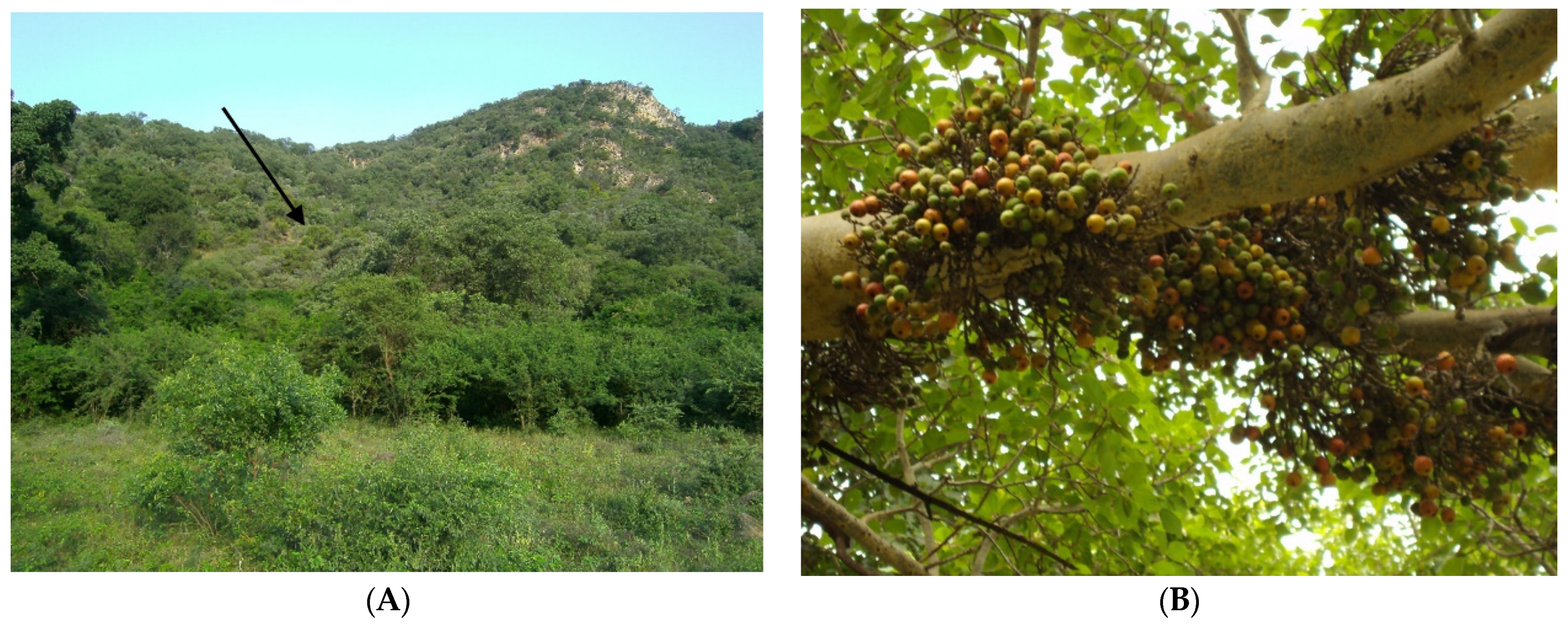 Viruses 13 02226 g001