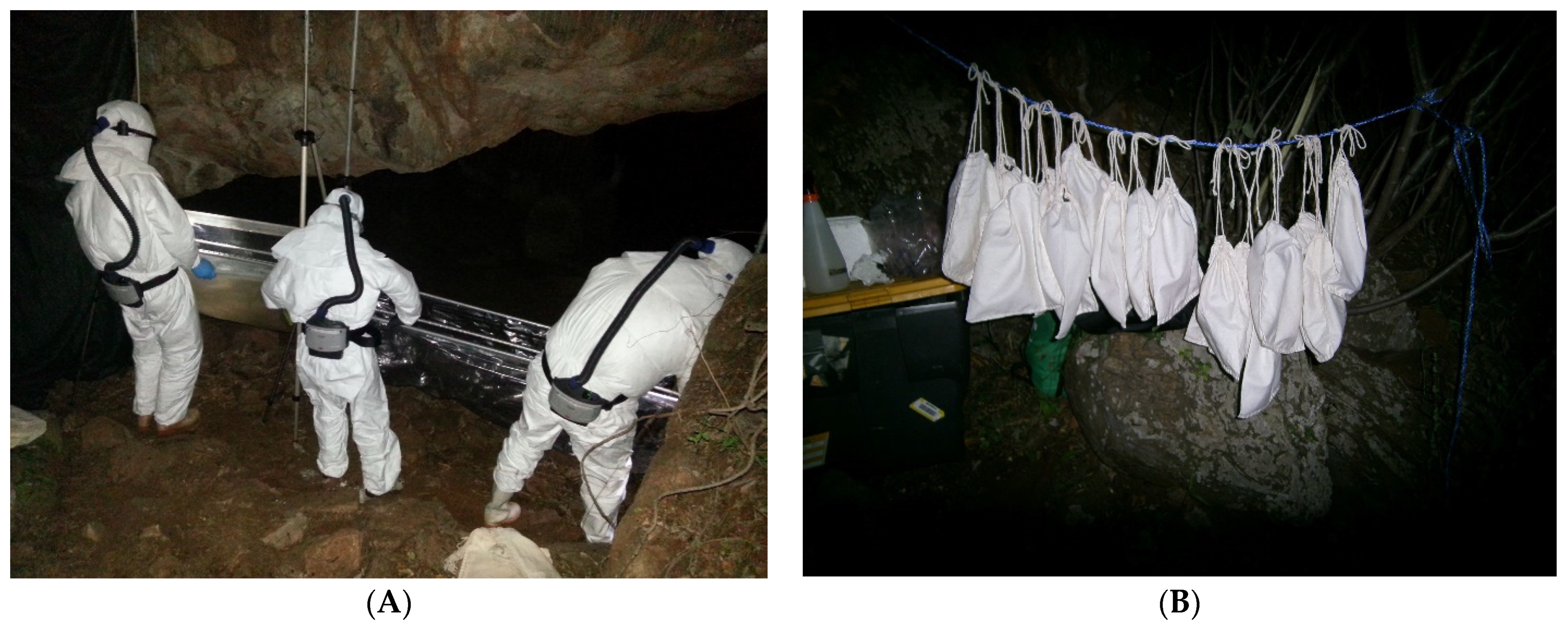 Viruses 13 02226 g003