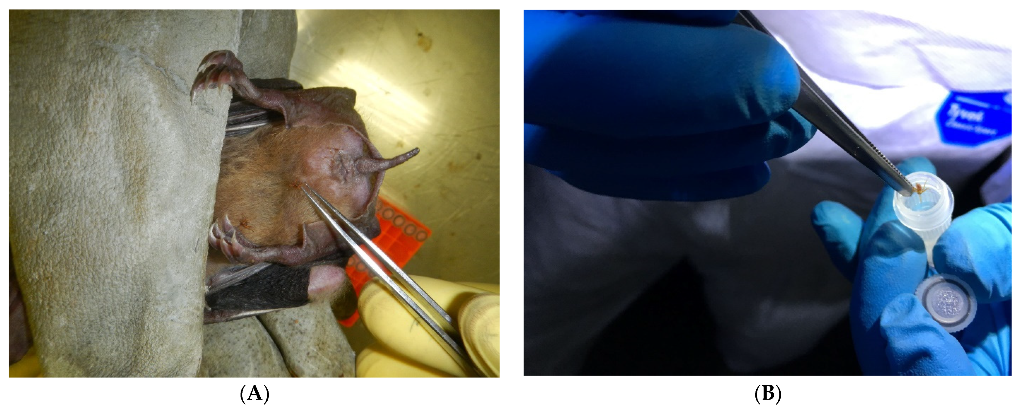 Viruses 13 02226 g004