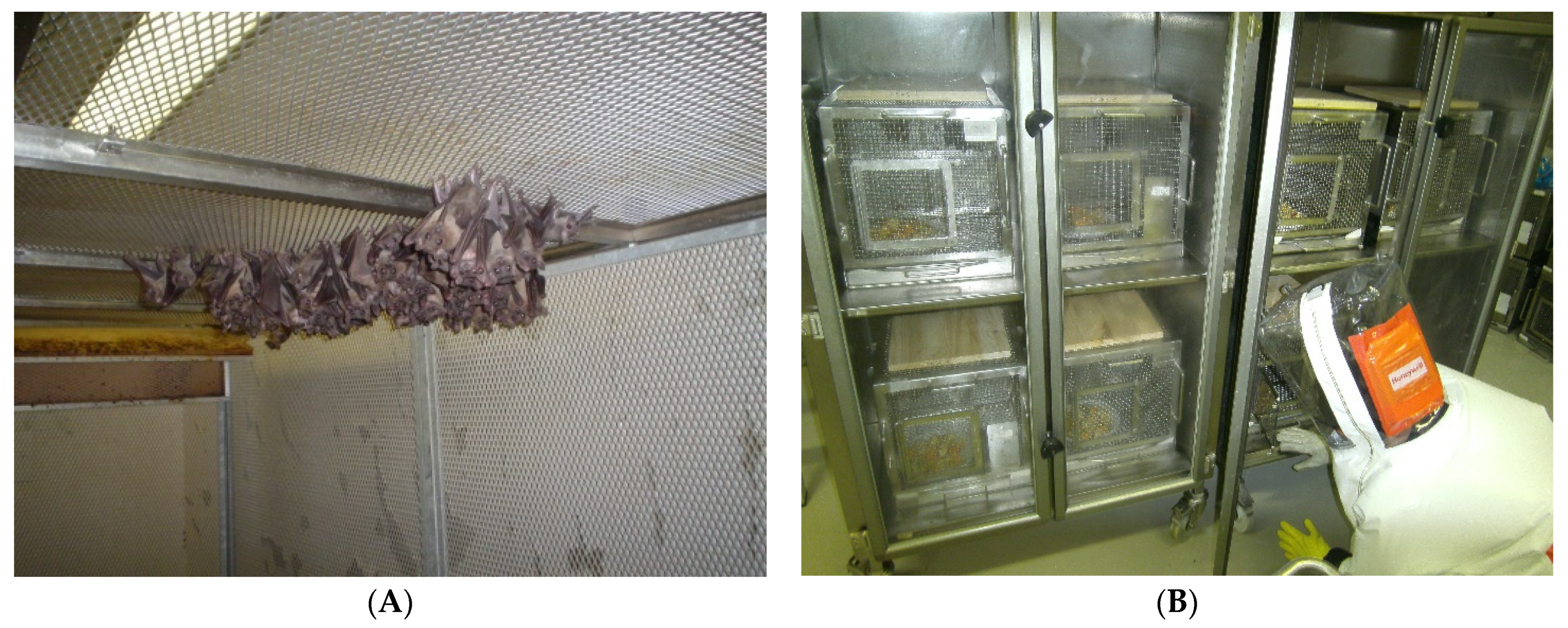 Viruses 13 02226 g005