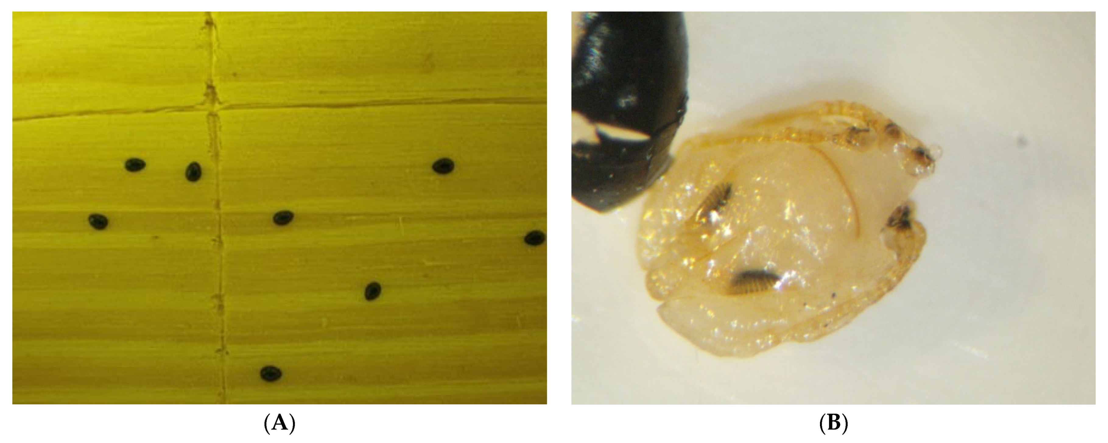 Viruses 13 02226 g009