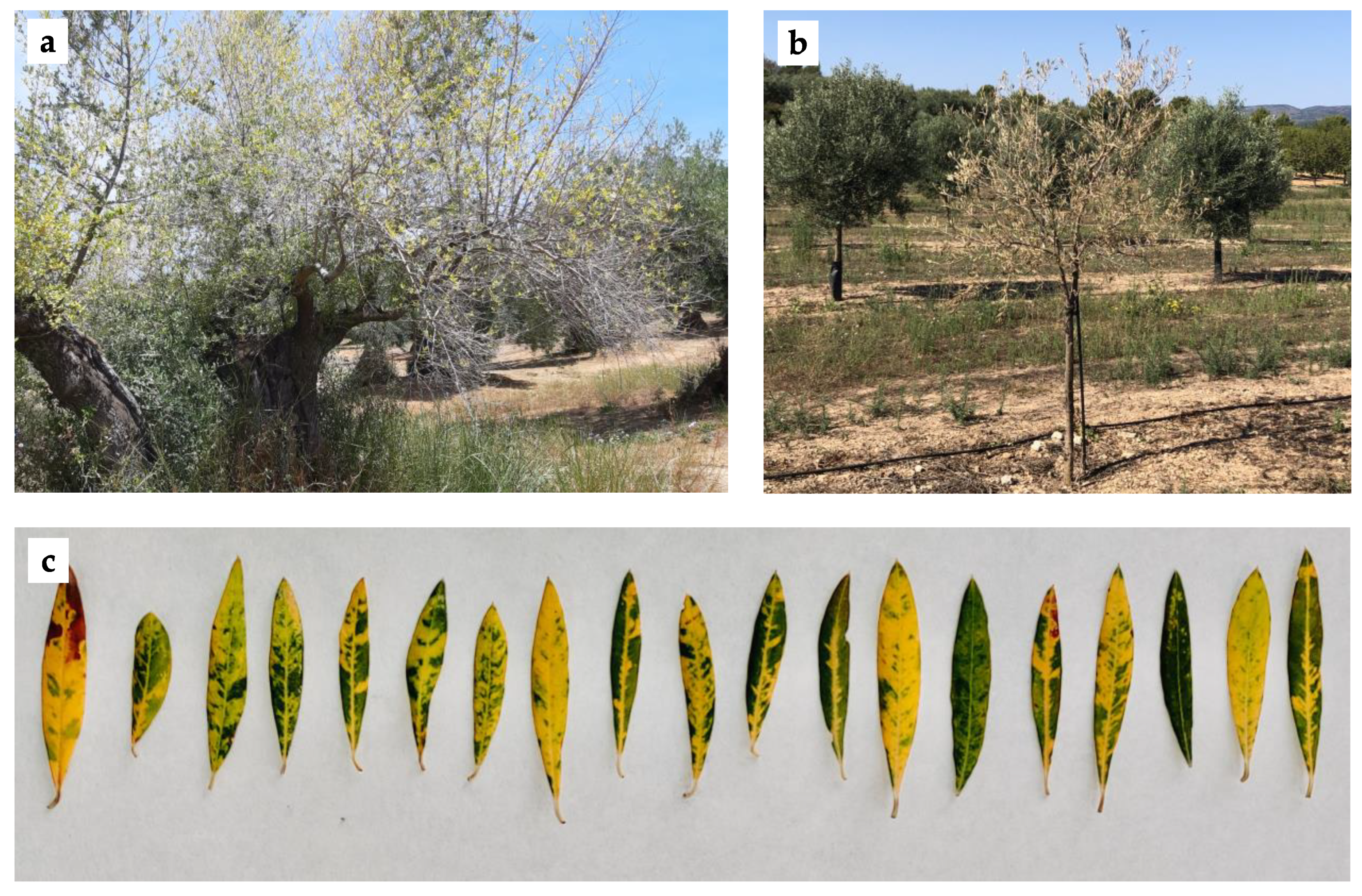 Viruses 13 02233 g001 550