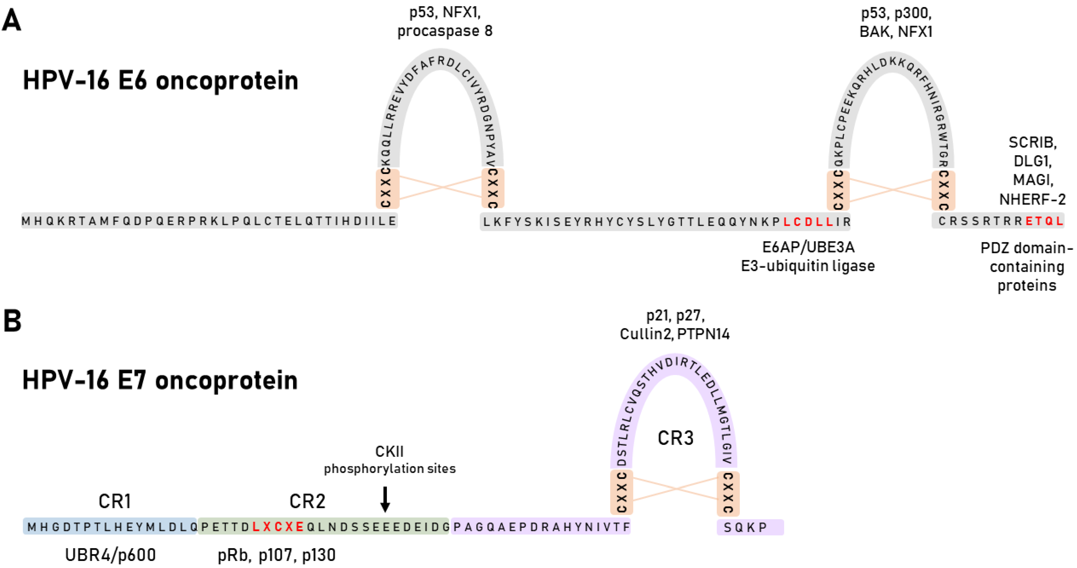 Viruses 13 02234 g003