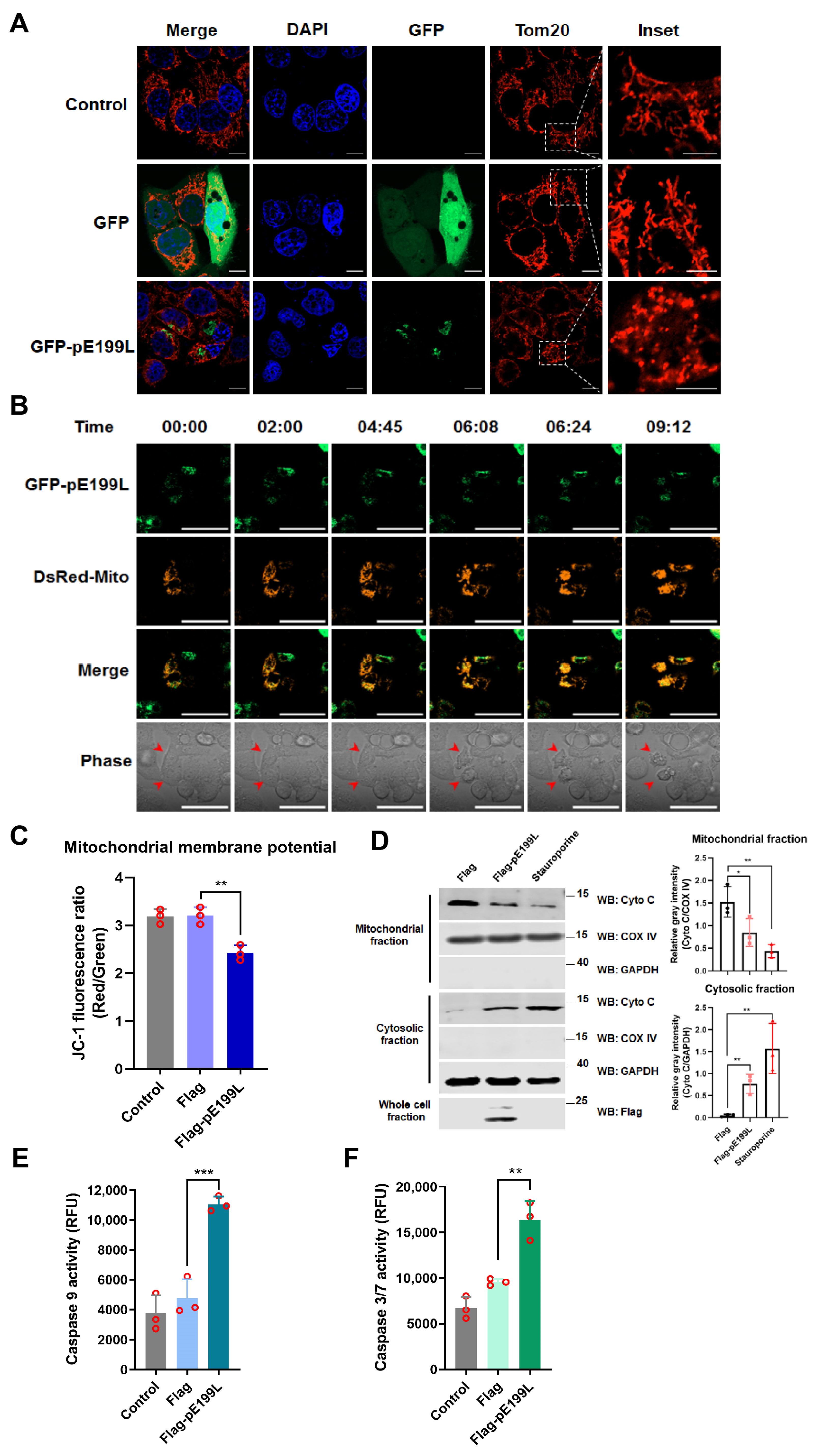 Viruses 13 02240 g004