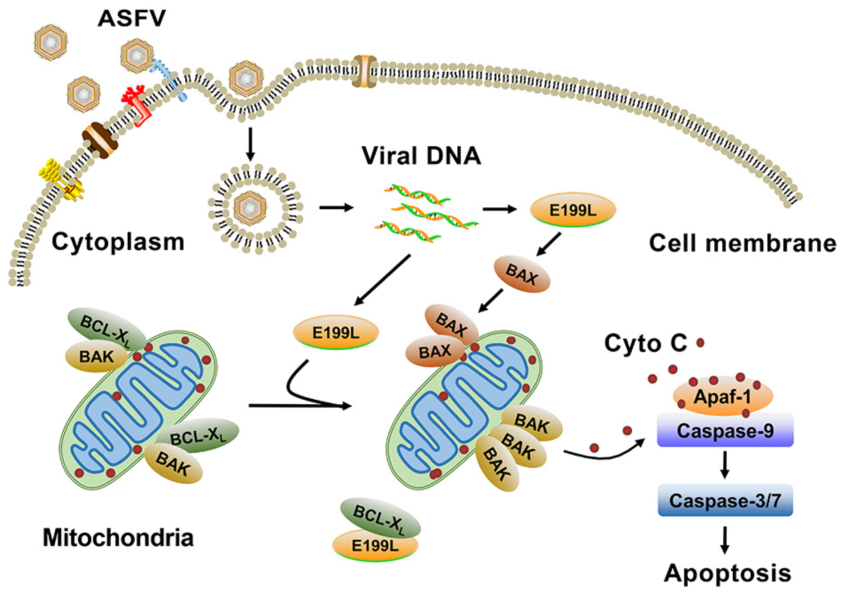 Viruses 13 02240 g007