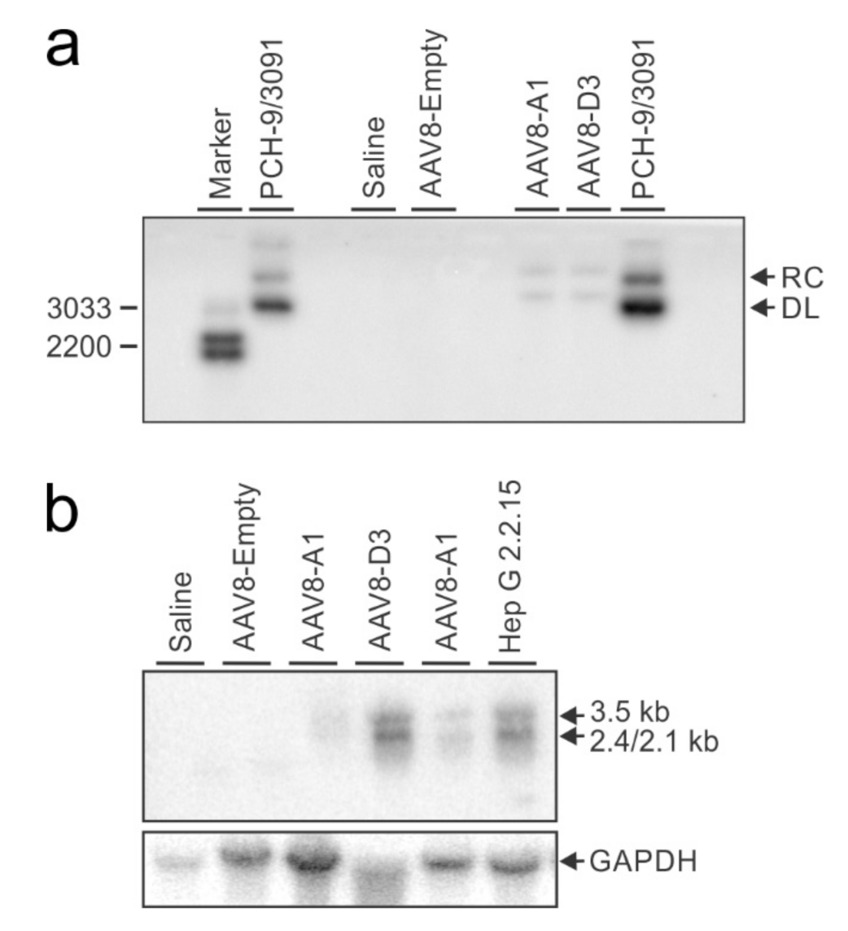 Viruses 13 02247 g004 Viruses 13 02247 g004