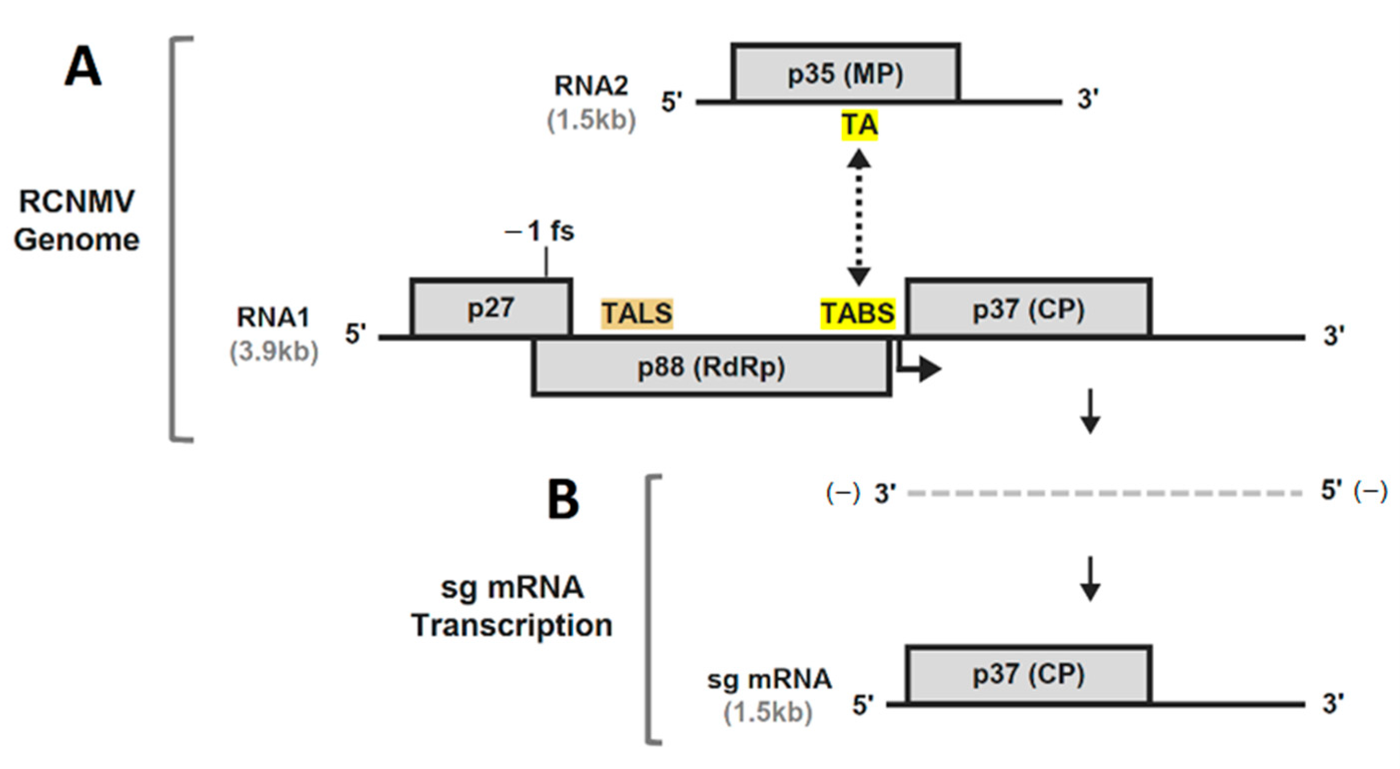 Viruses 13 02252 g001 Viruses 13 02252 g001