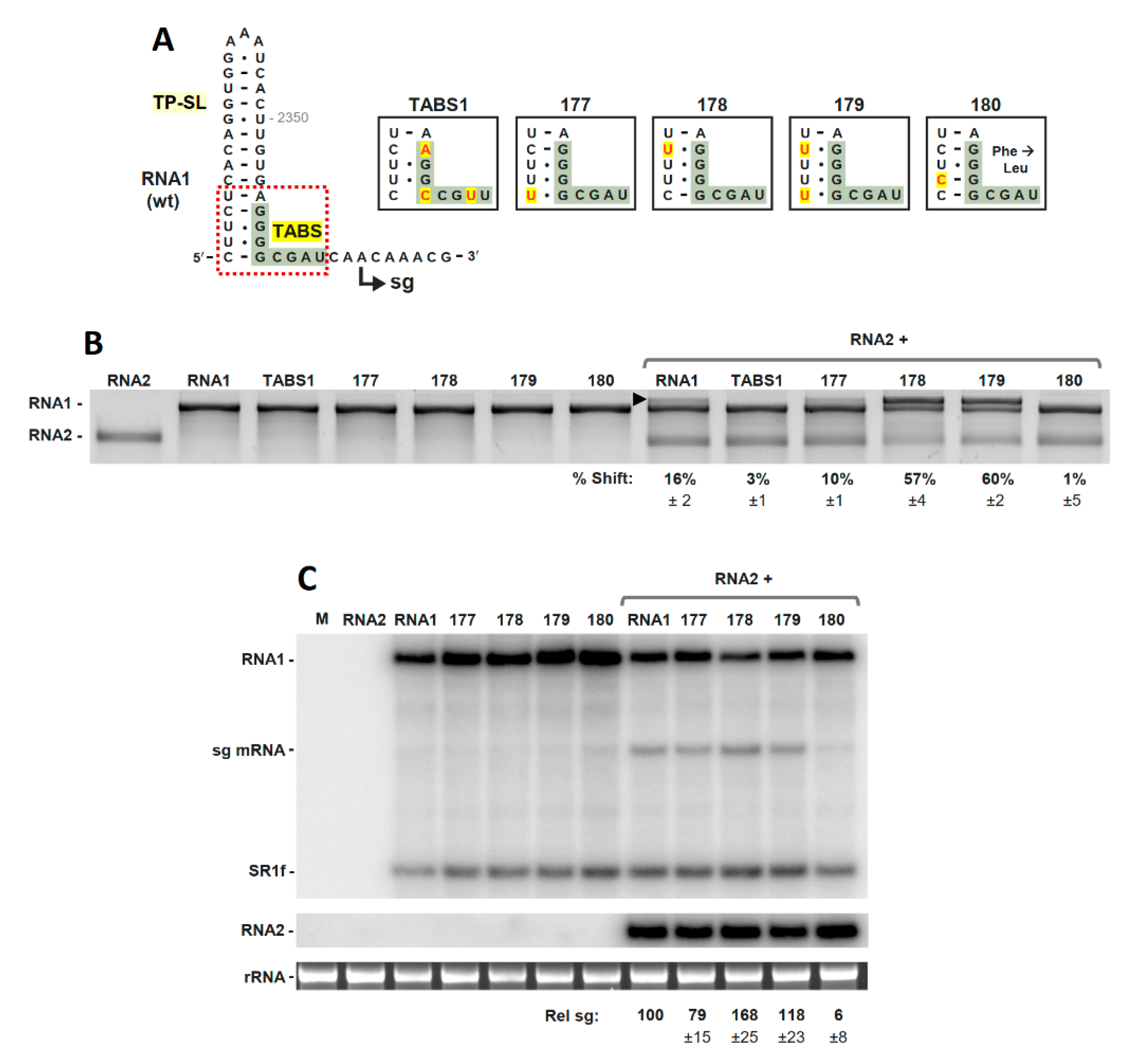 Viruses 13 02252 g003 Viruses 13 02252 g003