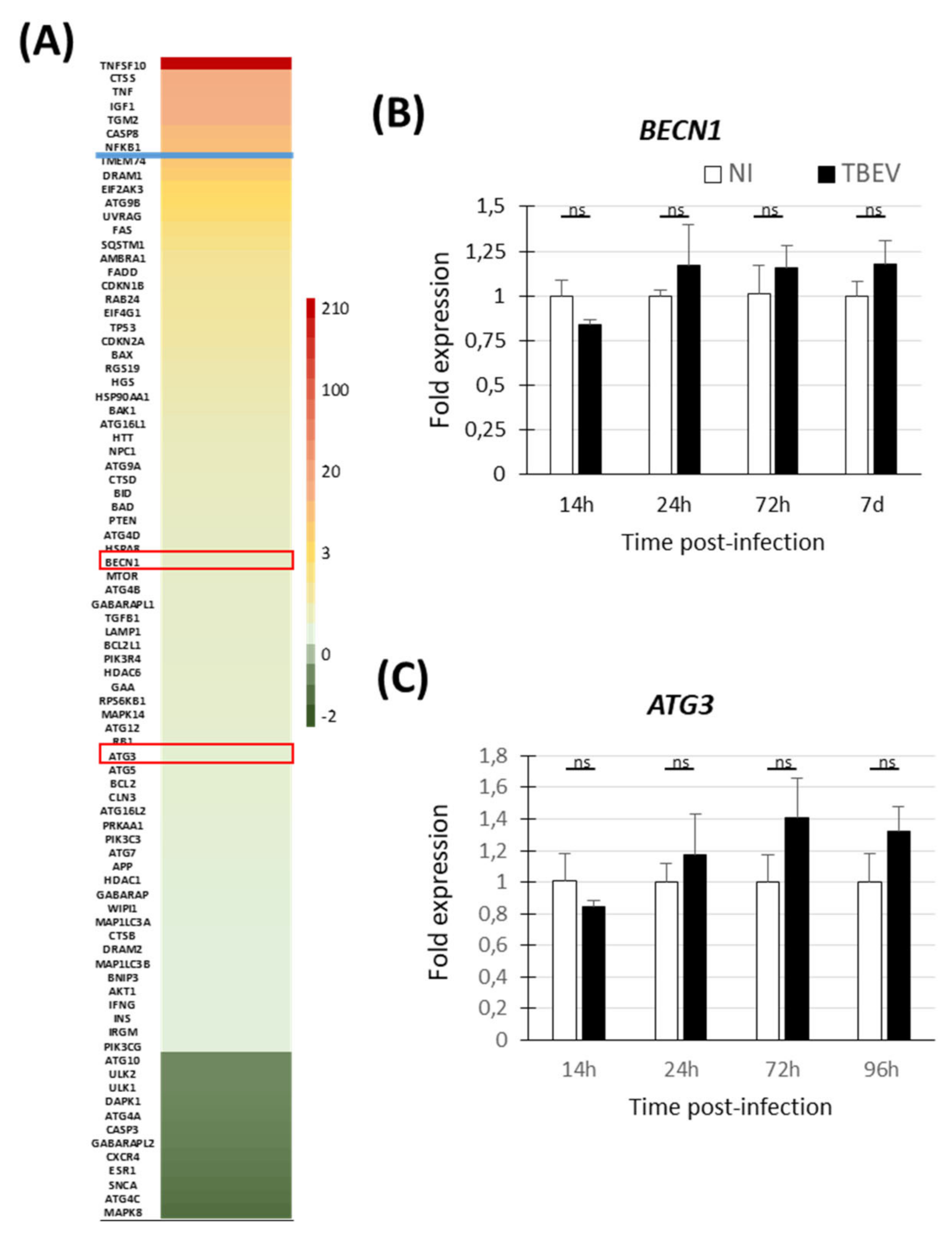 Viruses 13 02255 g003 Viruses 13 02255 g003
