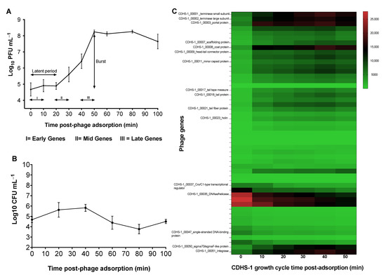 Impact of Phage CDHS-1 on the Transcription, Physiology and
