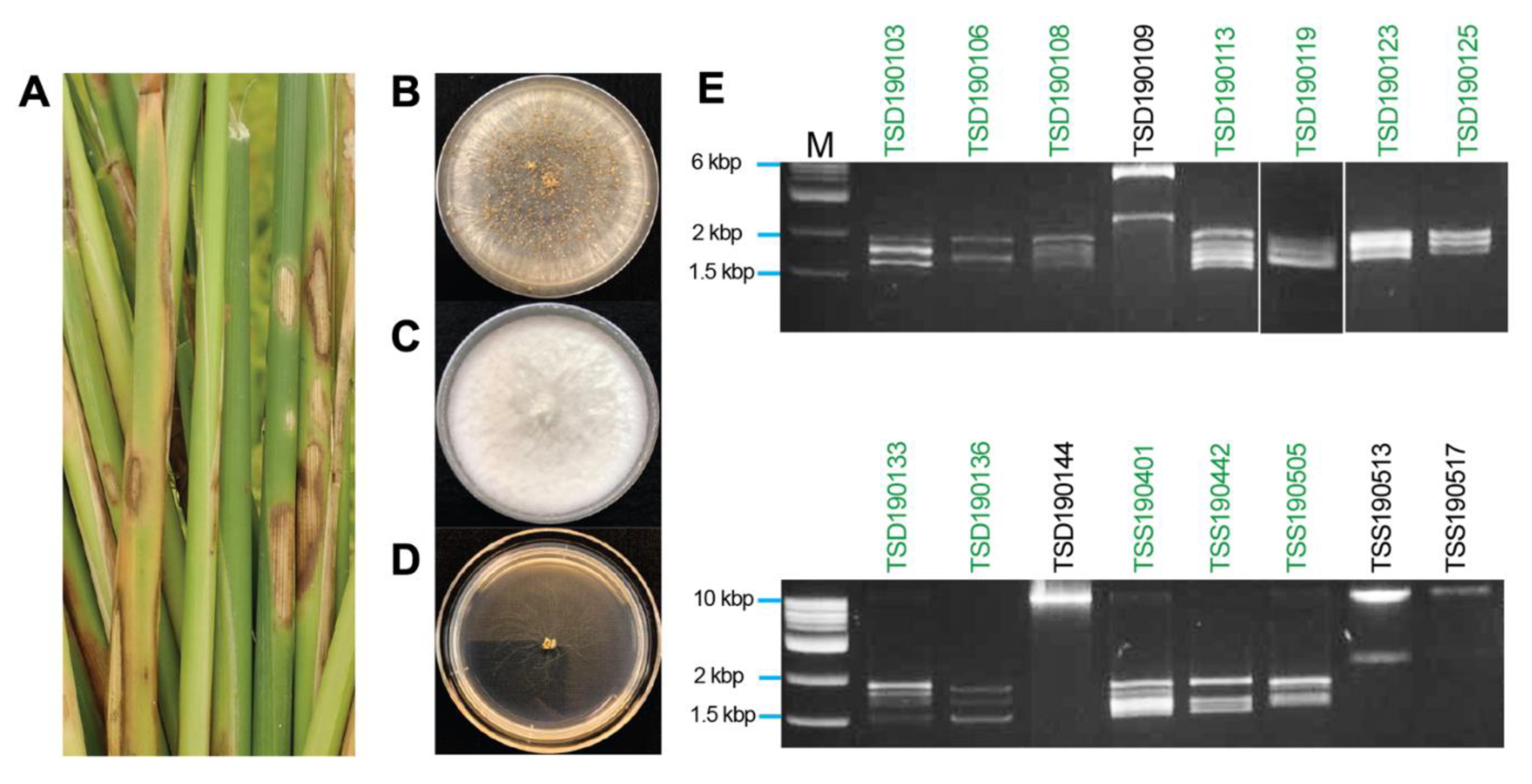 Viruses 13 02269 g001 Viruses 13 02269 g001