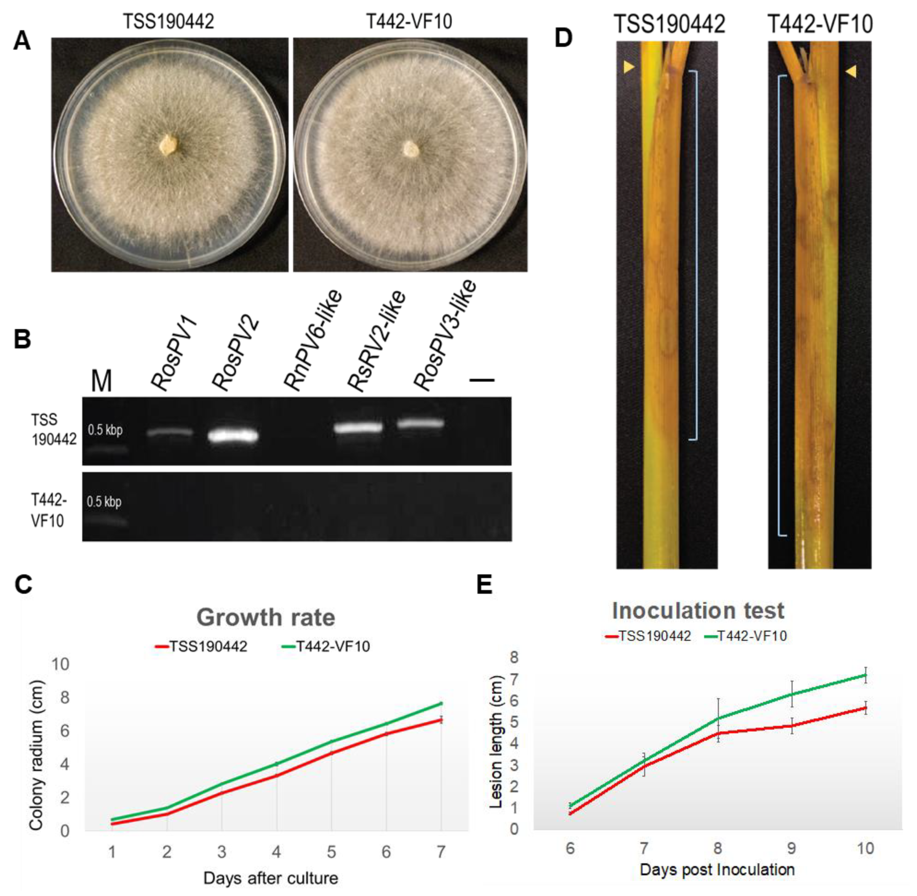 Viruses 13 02269 g005 Viruses 13 02269 g005