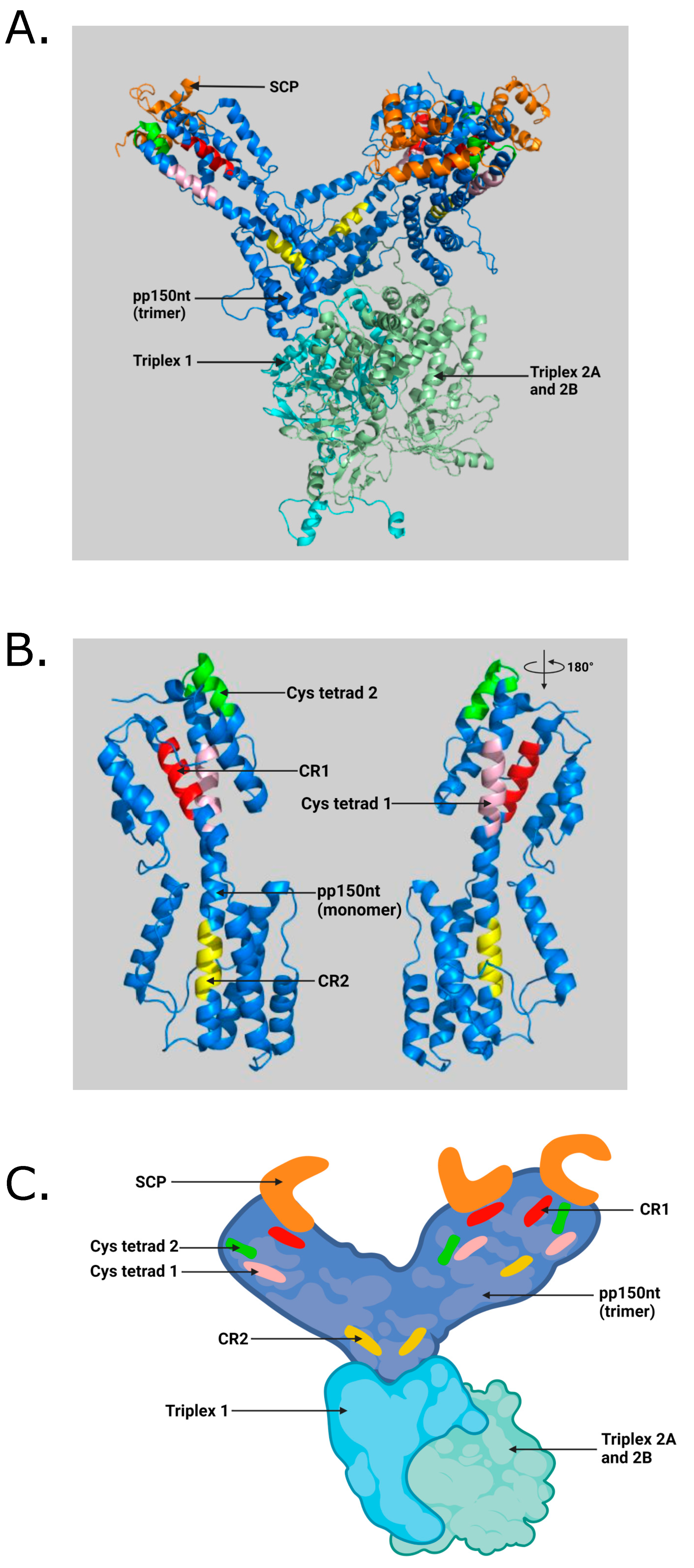 Viruses, Free Full-Text