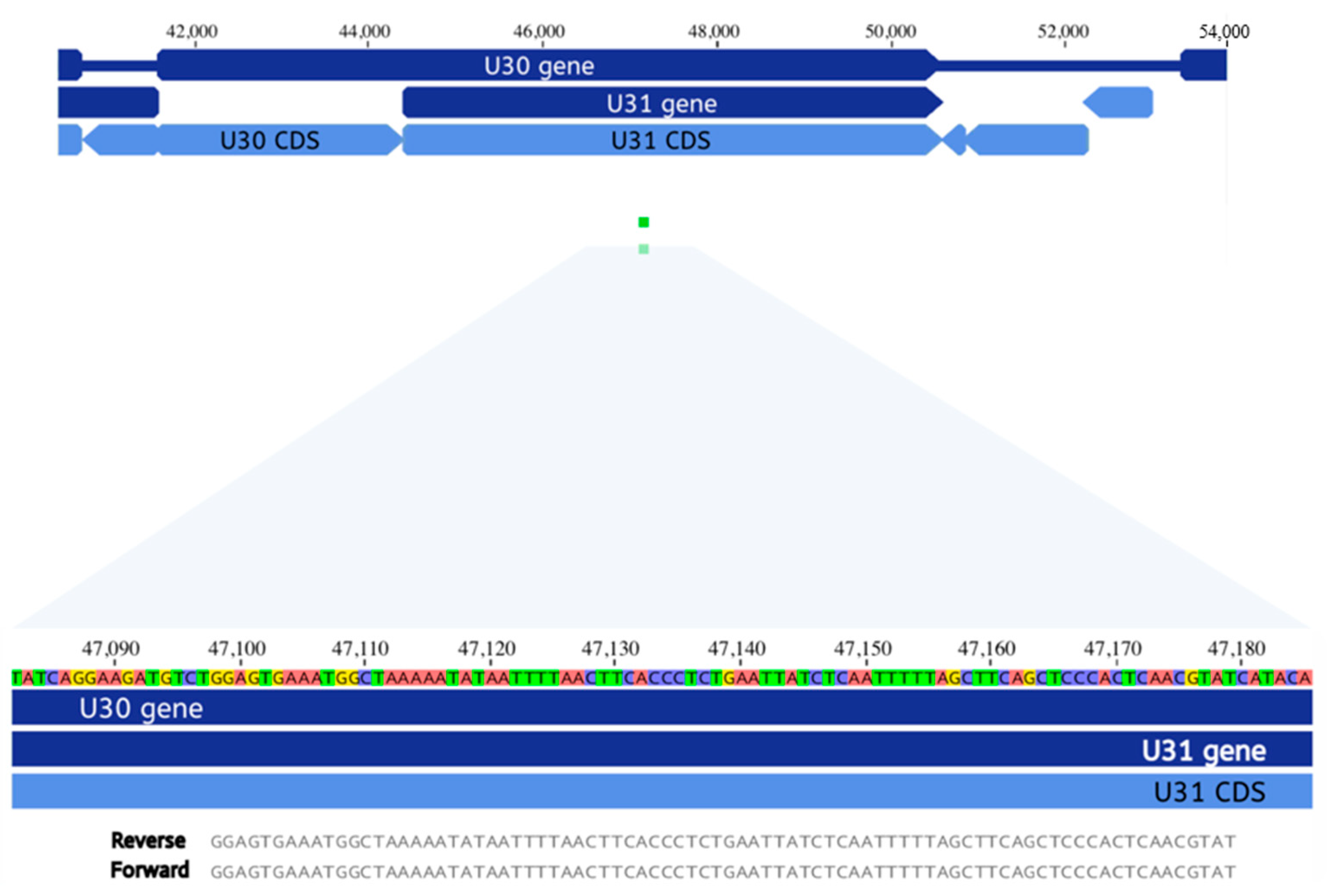 Viruses 13 02286 g002 Viruses 13 02286 g002