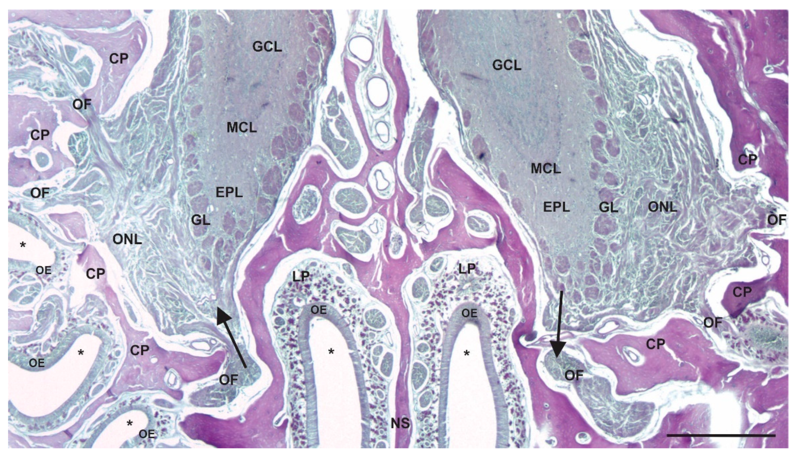 Viruses 13 02287 g002 Viruses 13 02287 g002