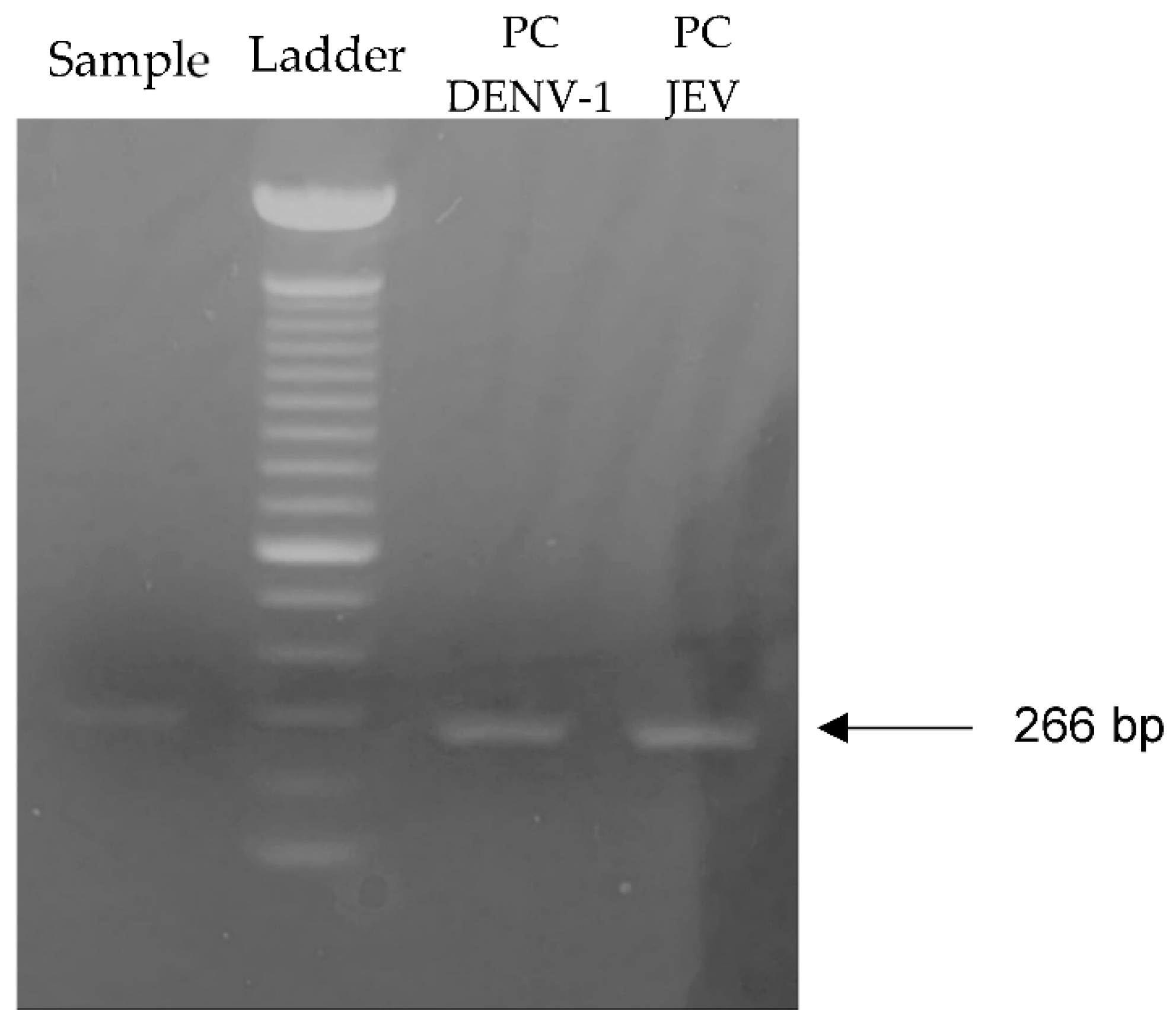 Viruses 13 02291 g001 Viruses 13 02291 g001