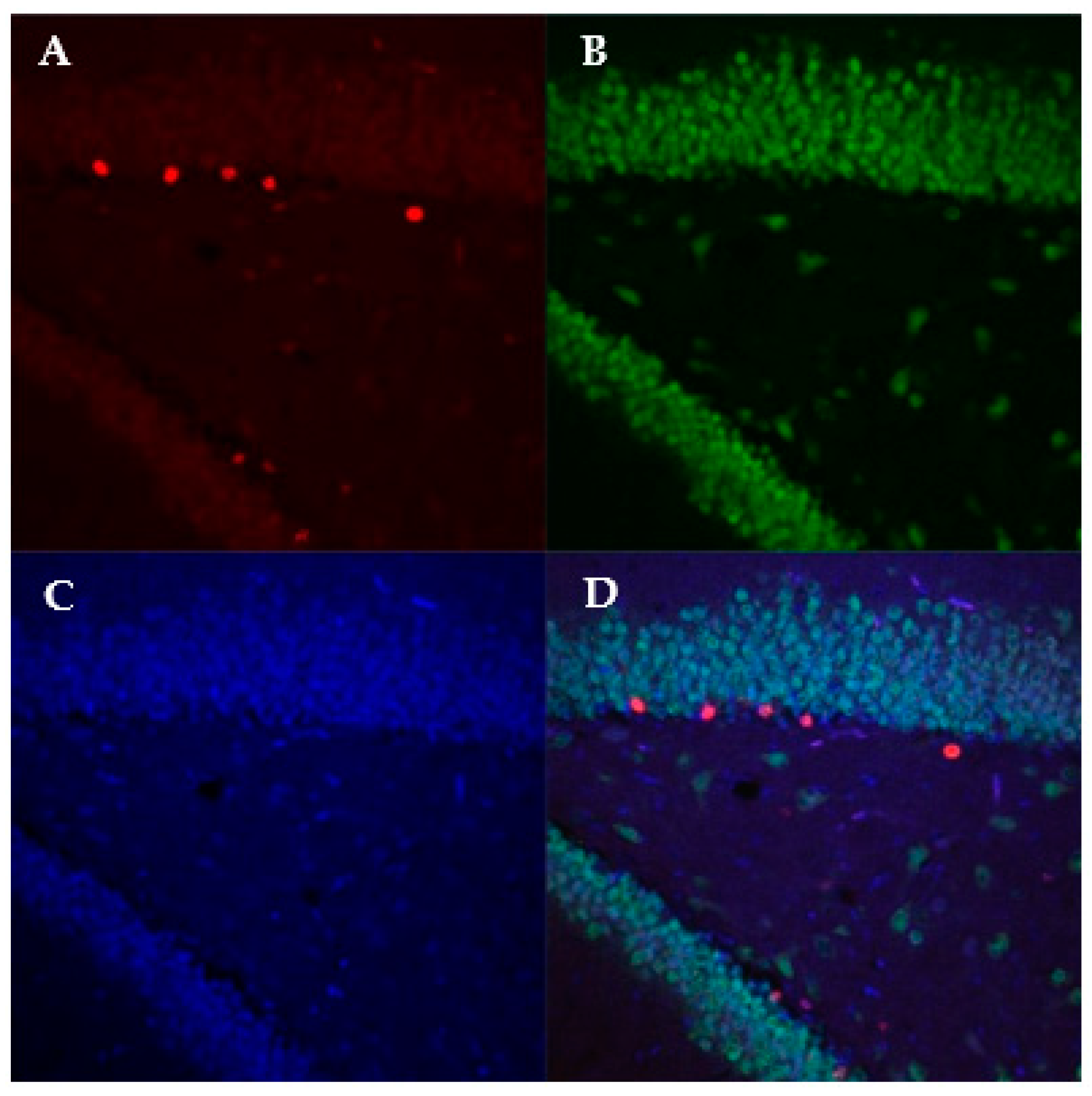 Viruses 13 02298 g003