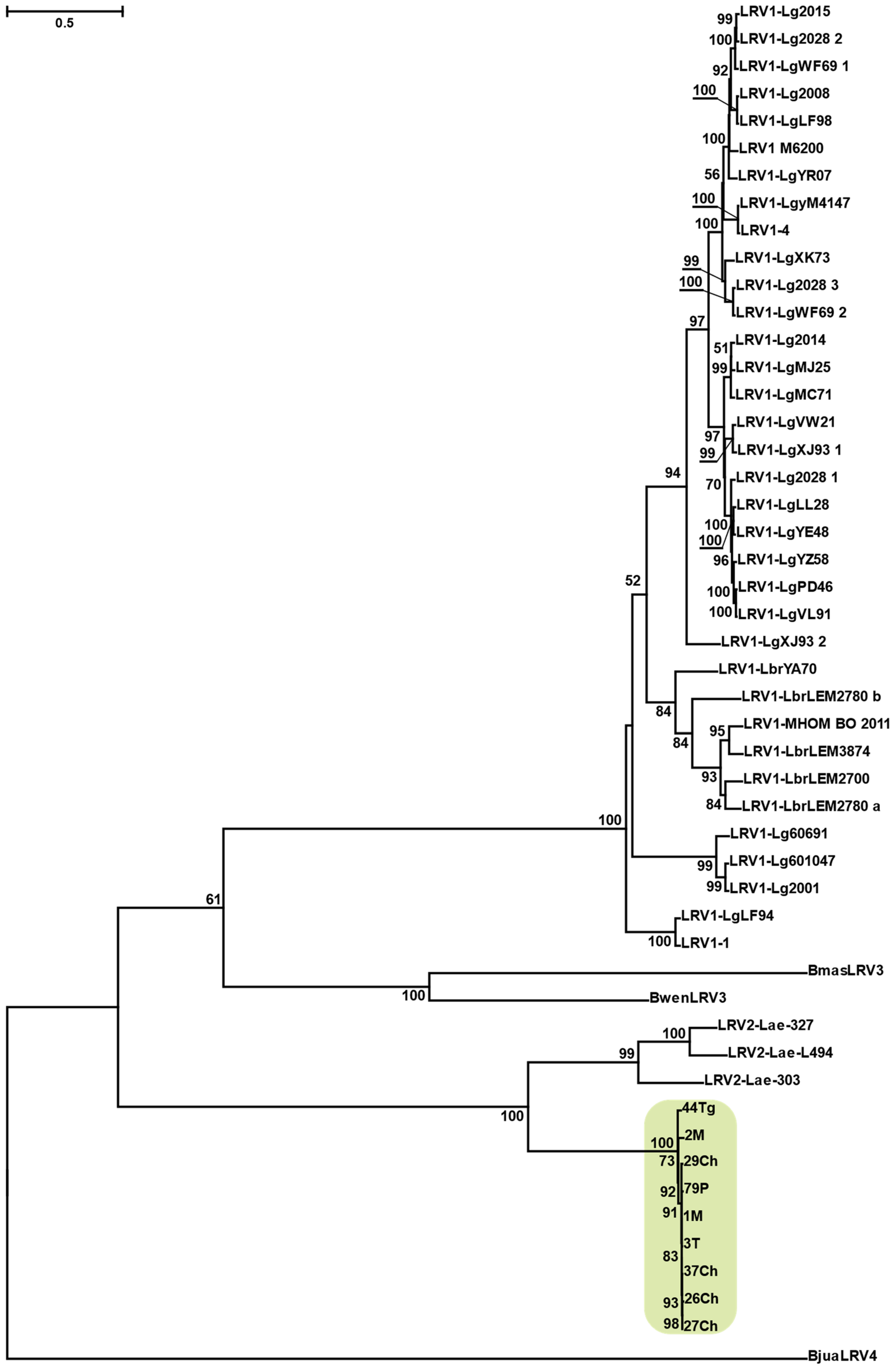 Viruses 13 02305 g002