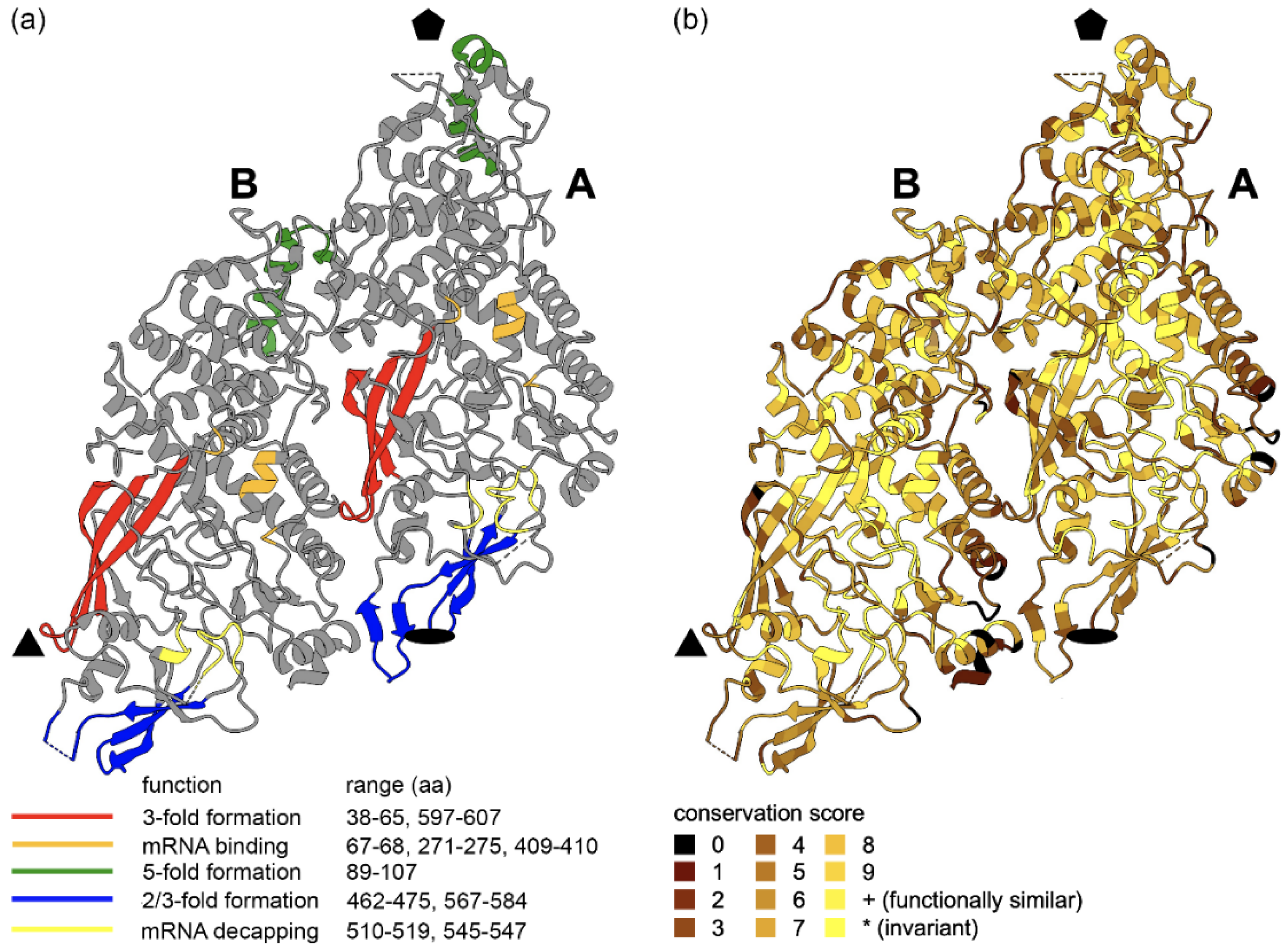 Viruses 13 02305 g005